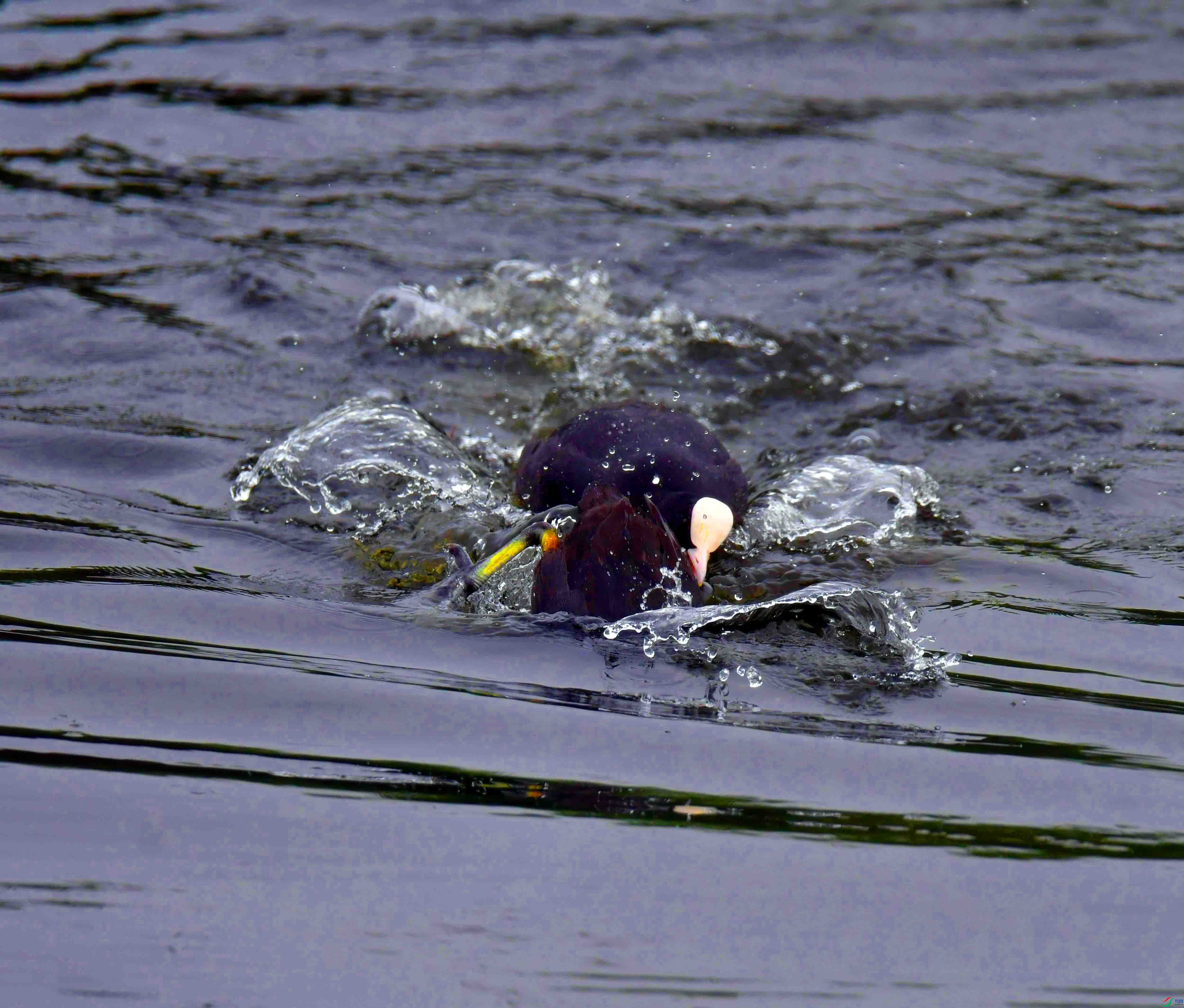 DSC_0592.JPG