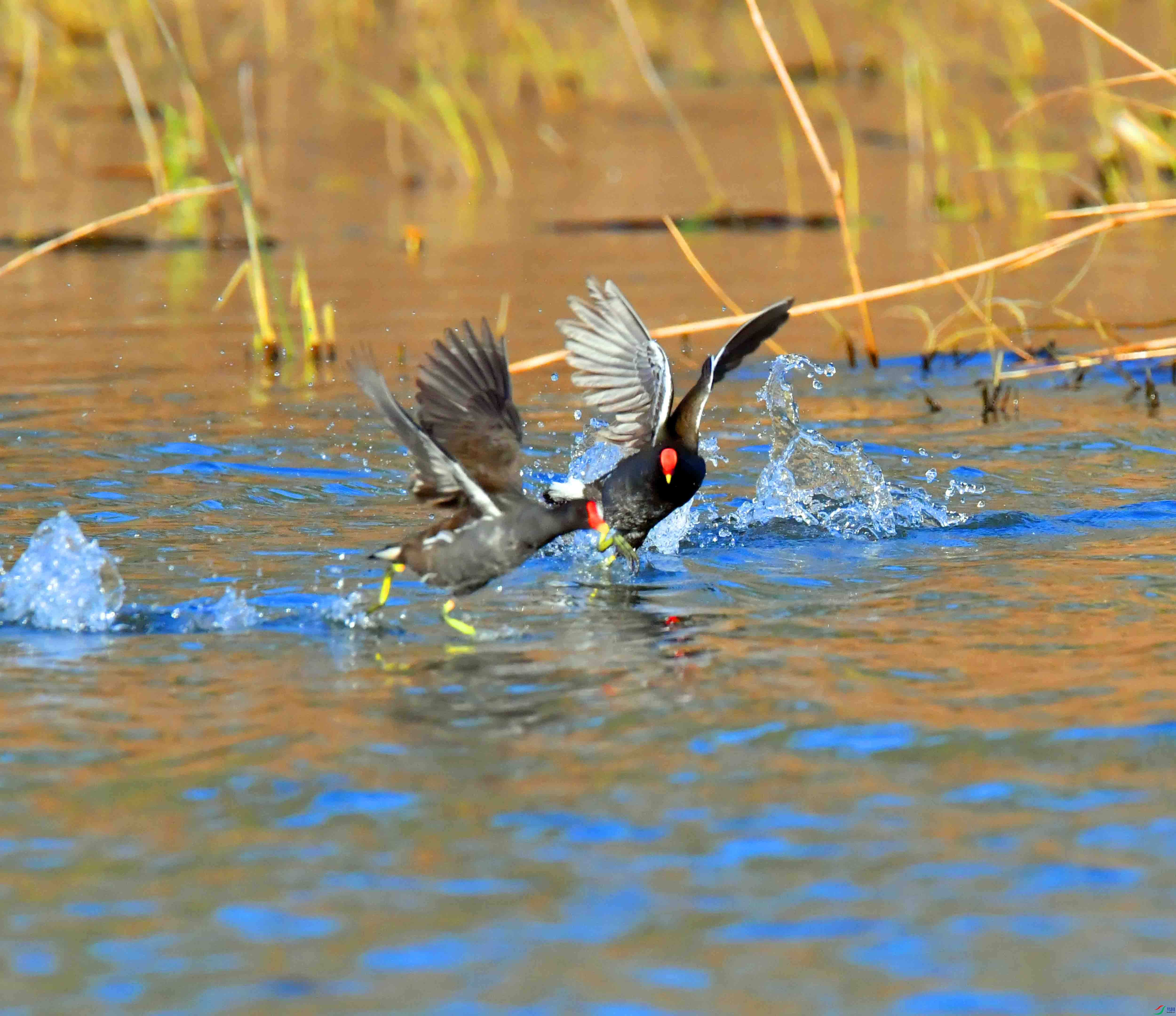 DSC_2392.JPG