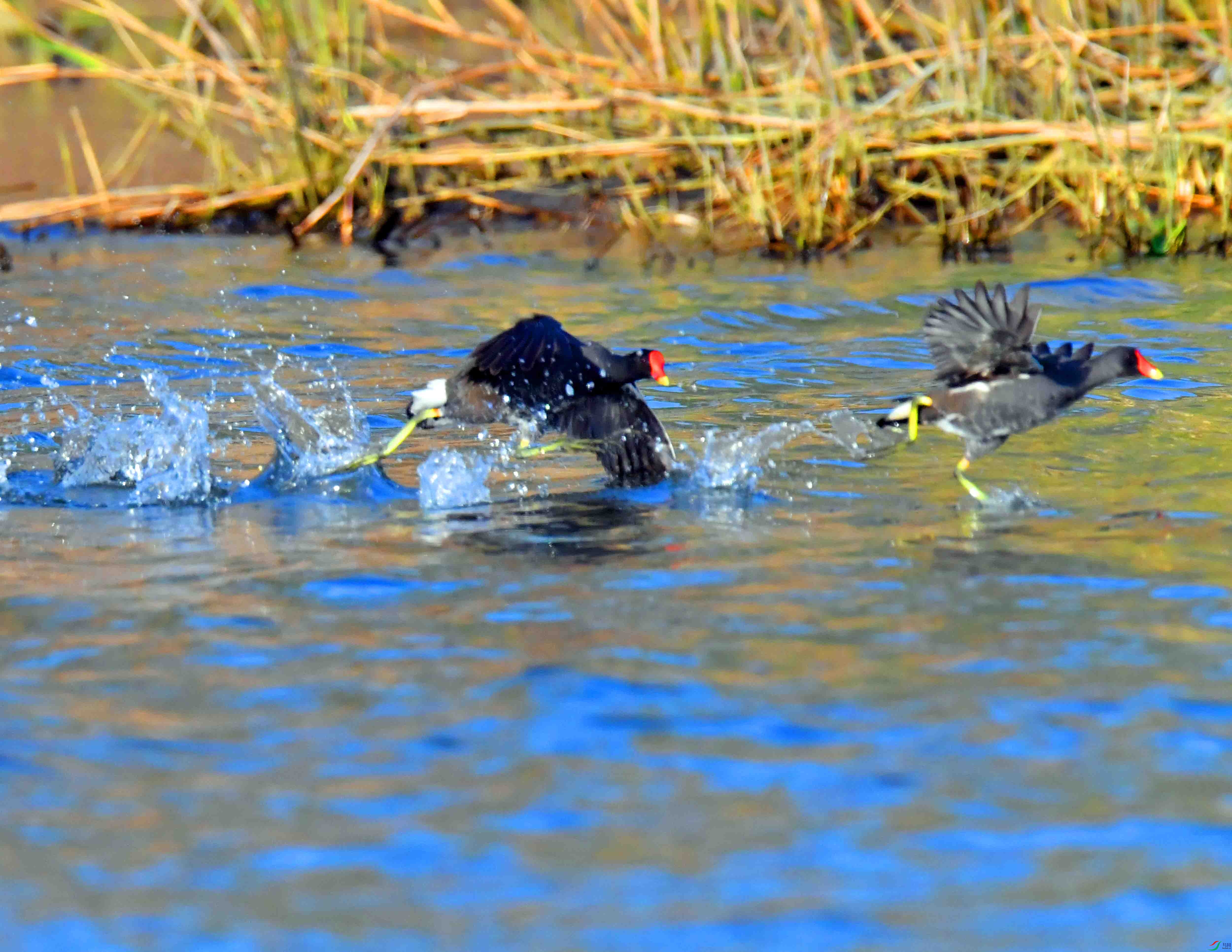 DSC_2396.JPG
