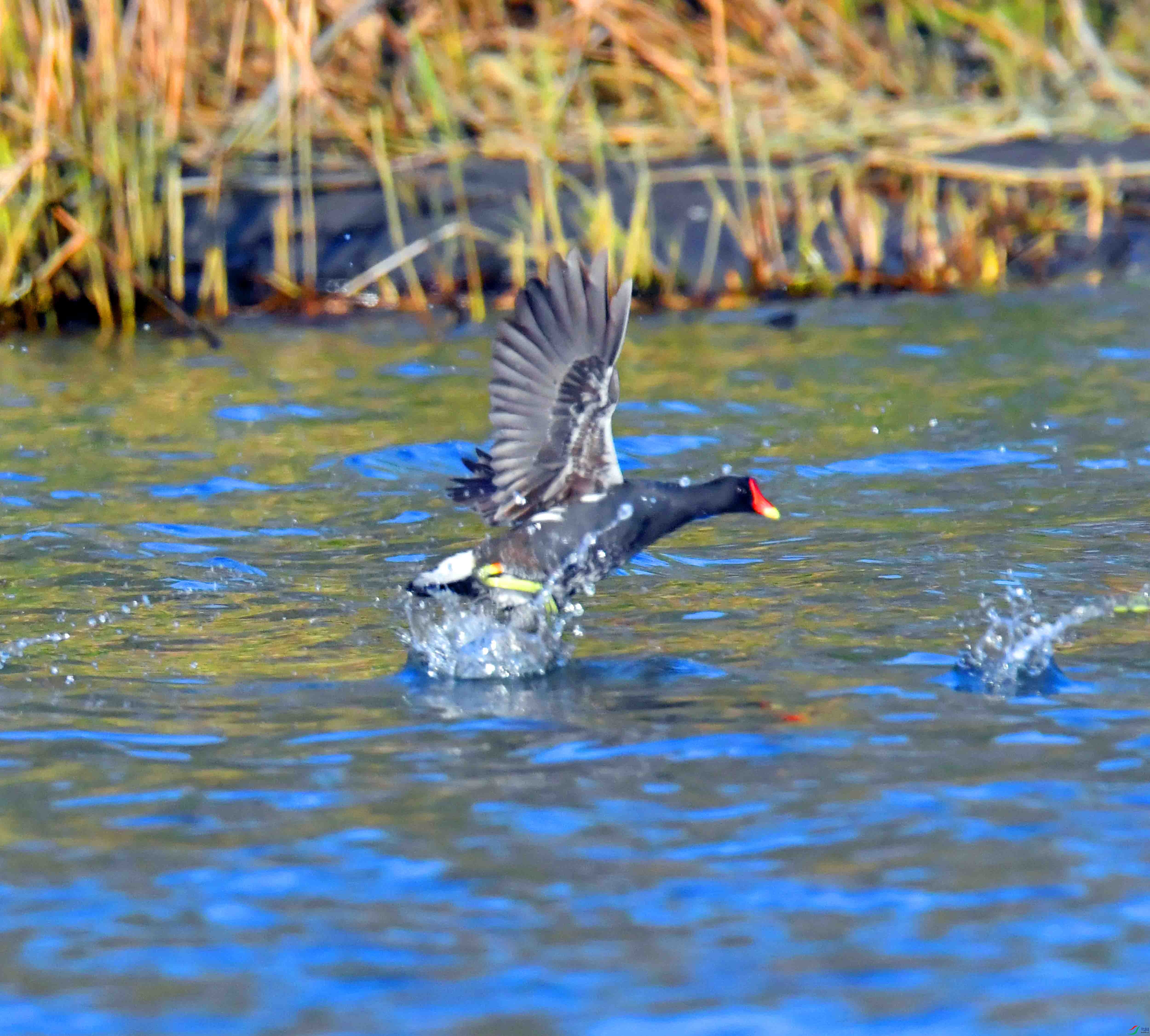 DSC_2397.JPG