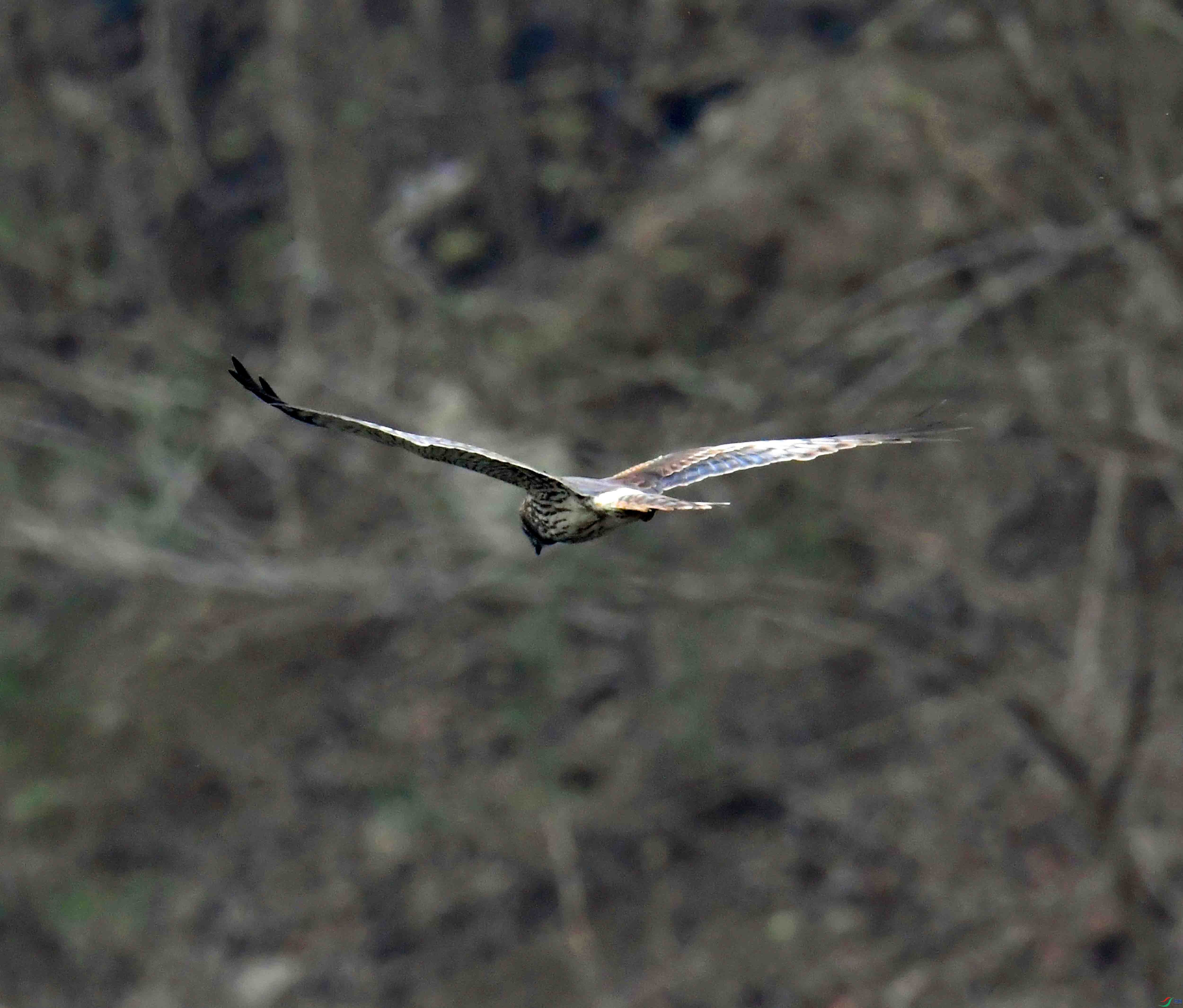 DSC_3590.JPG
