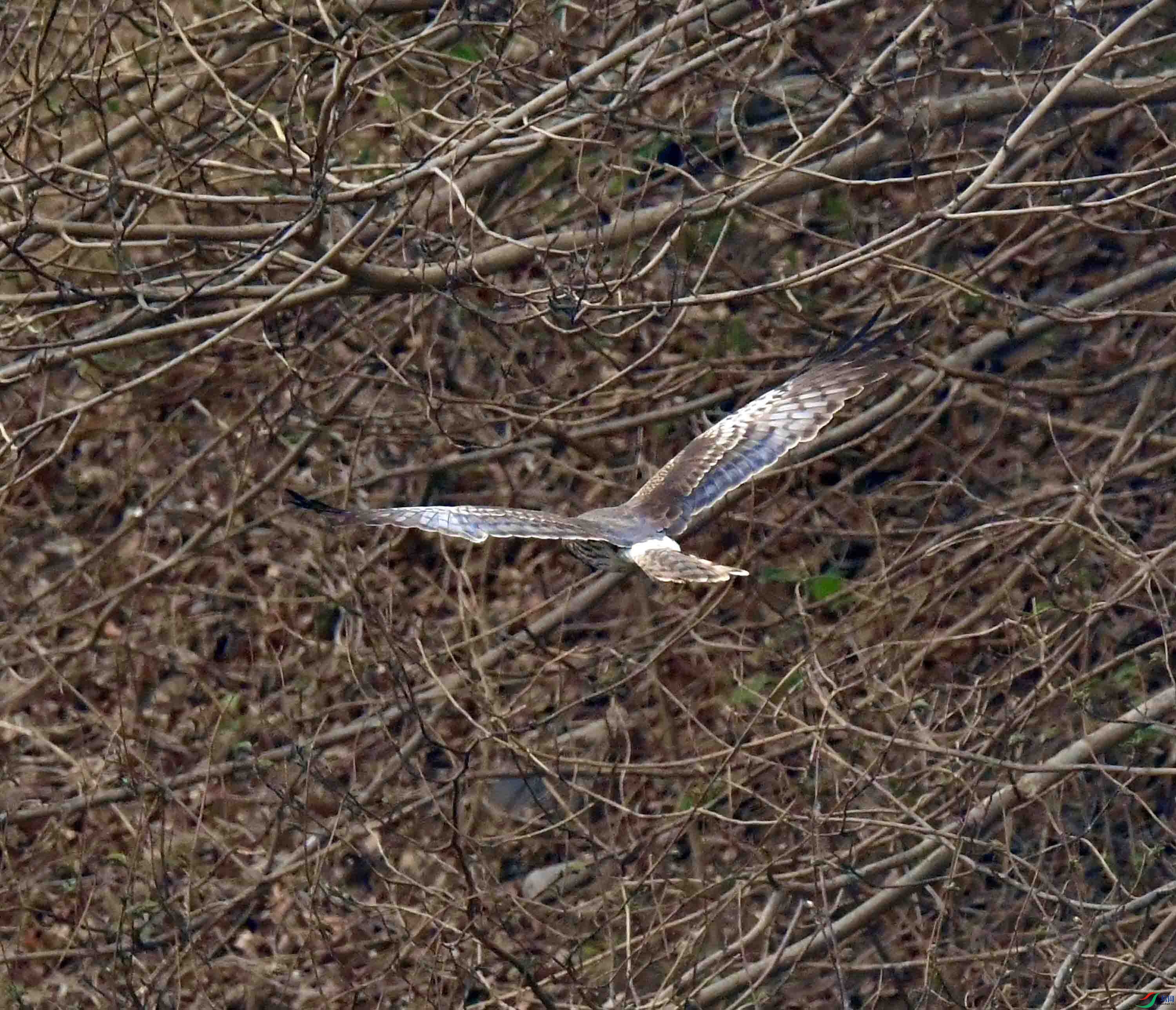 DSC_3605.JPG