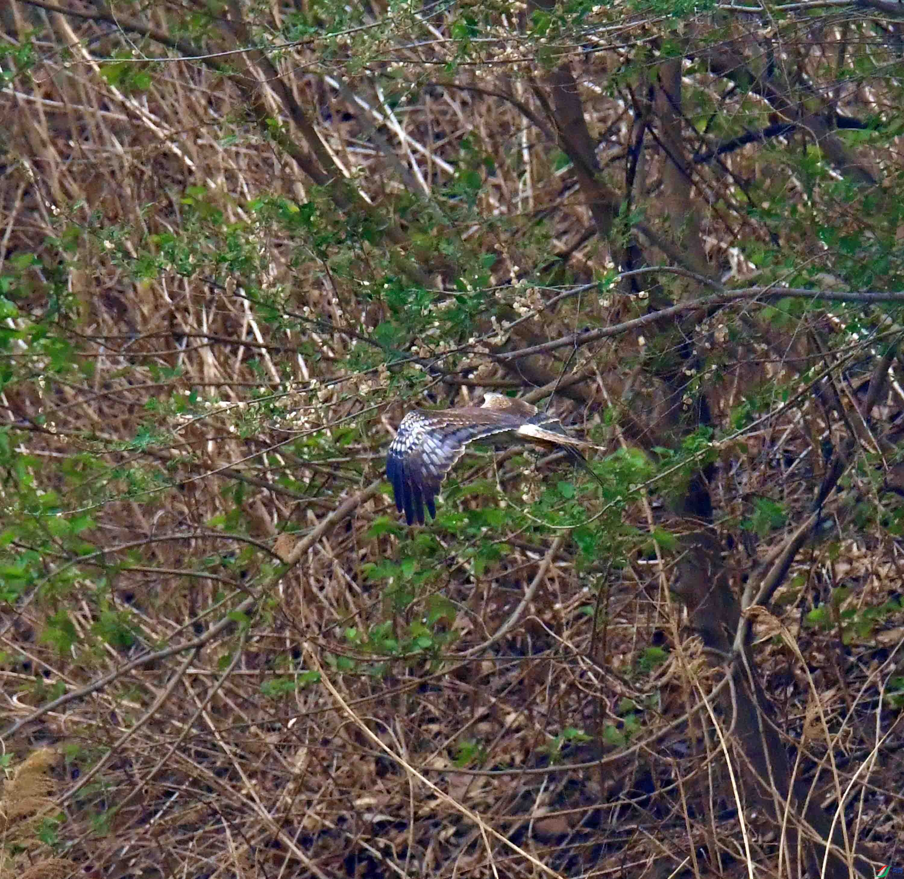 DSC_3616.JPG