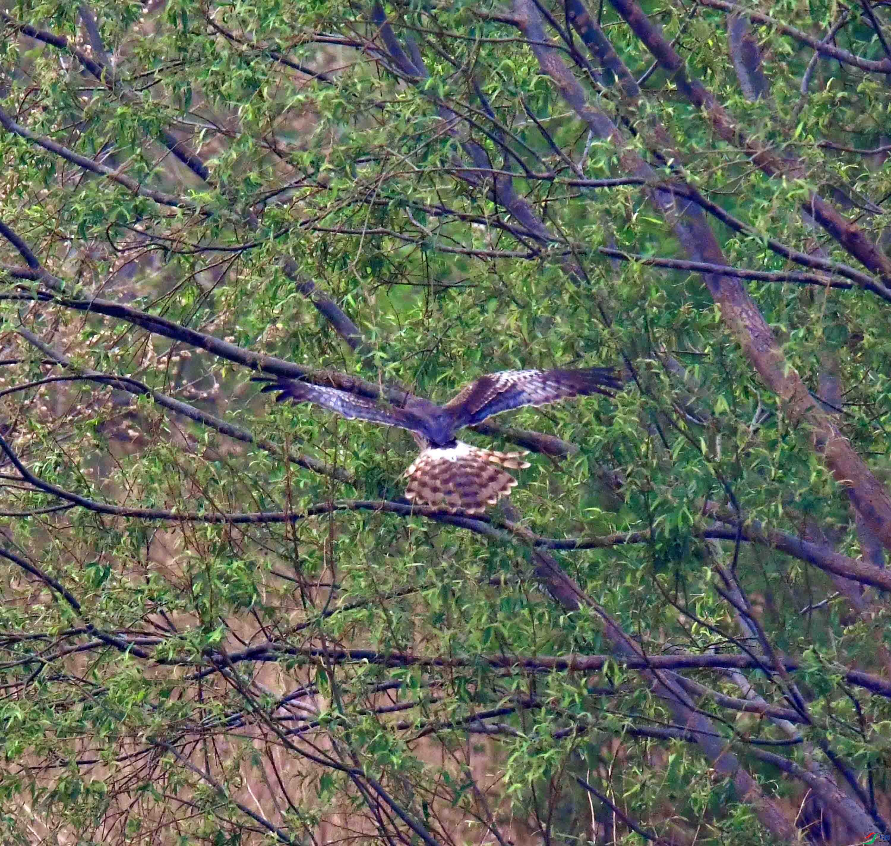 DSC_3636.JPG
