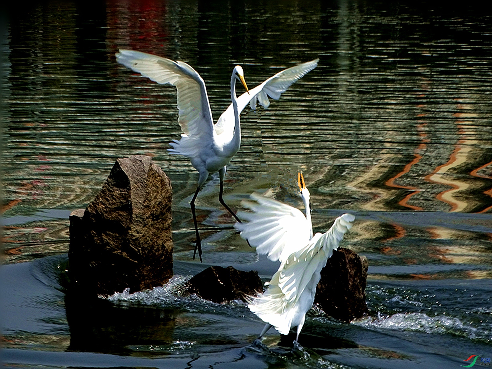 DSC07531_����.jpg