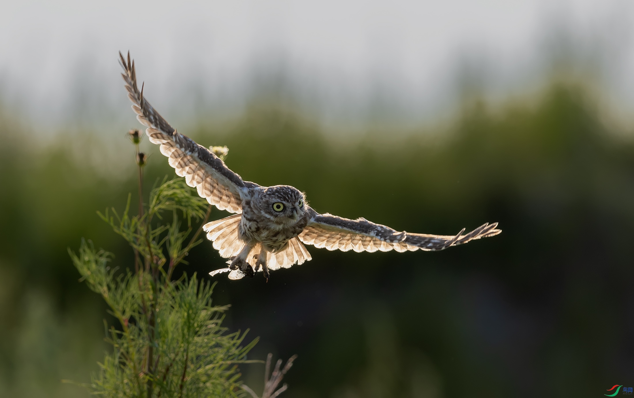 ���Ƹ�С�^