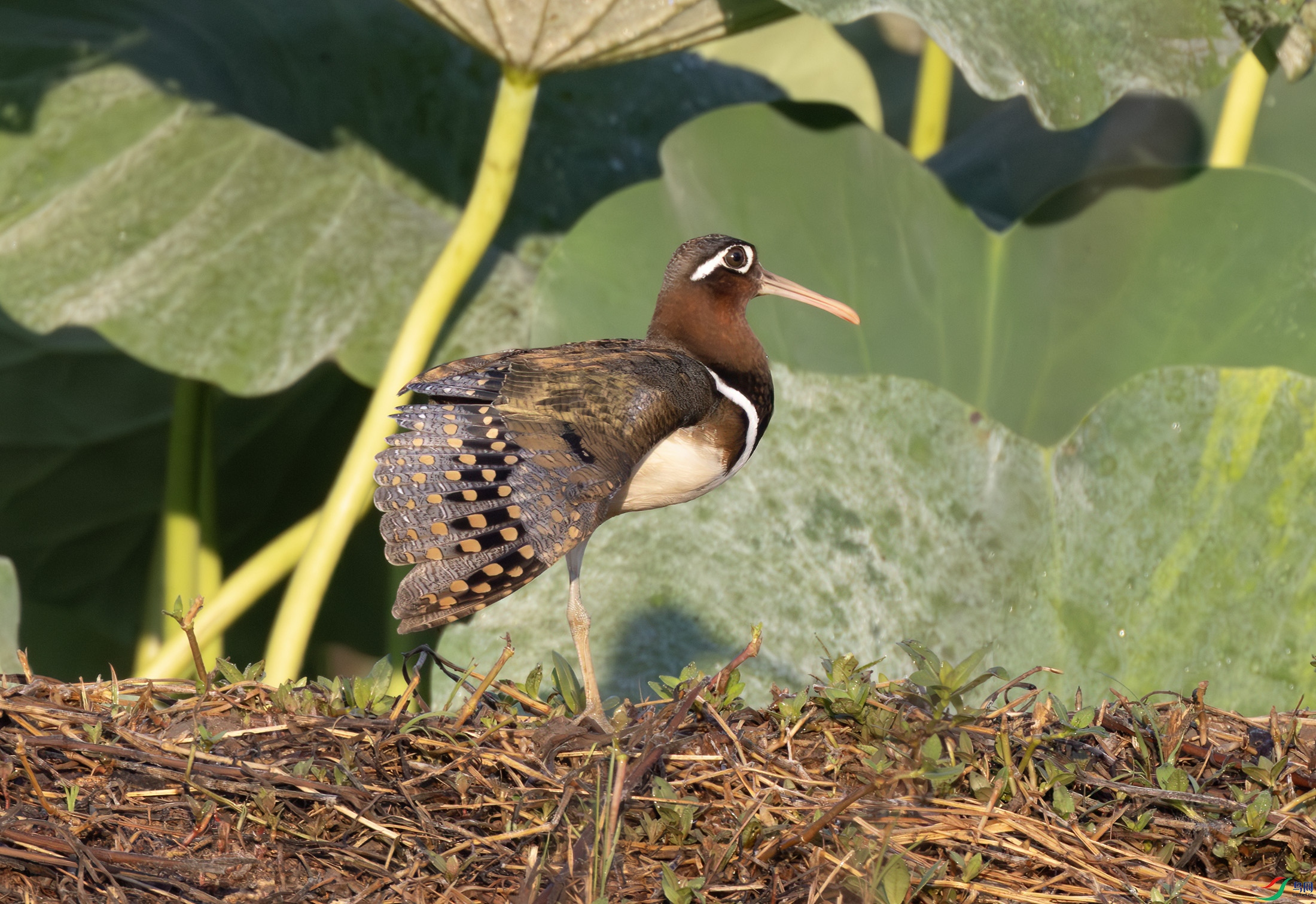 2I1A3542-����ǿ-NR ����.jpg