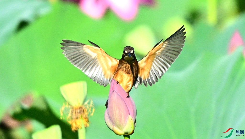 DSC_1171.JPG
