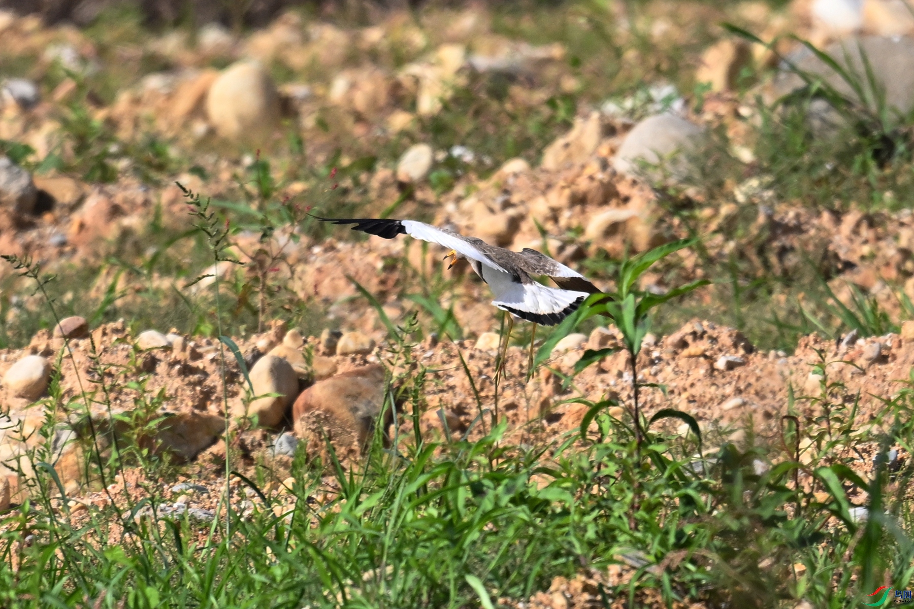DSC_5308.JPG