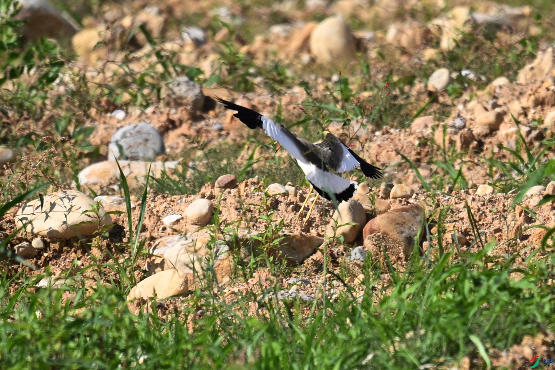 DSC_5310.JPG
