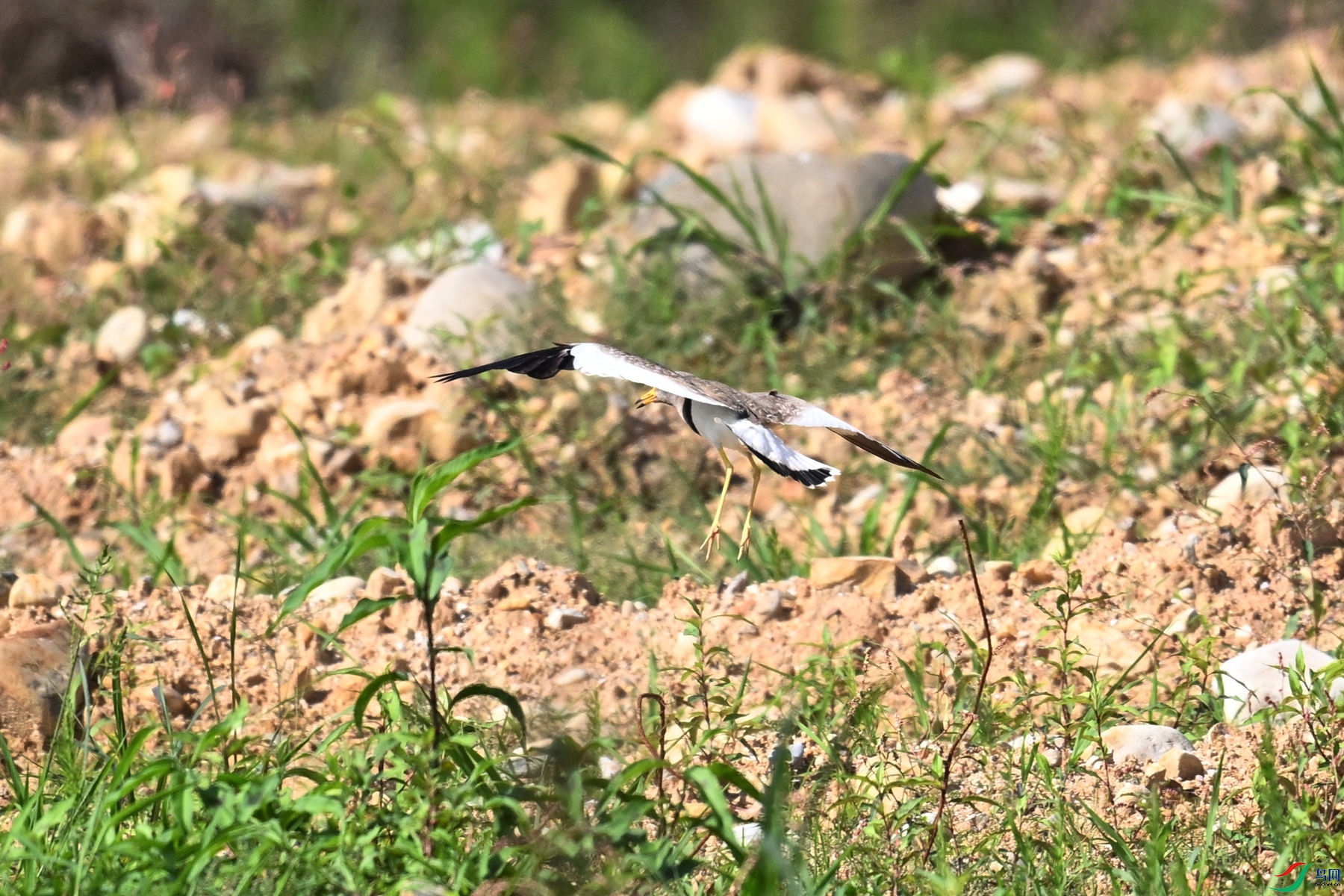 DSC_5306.JPG