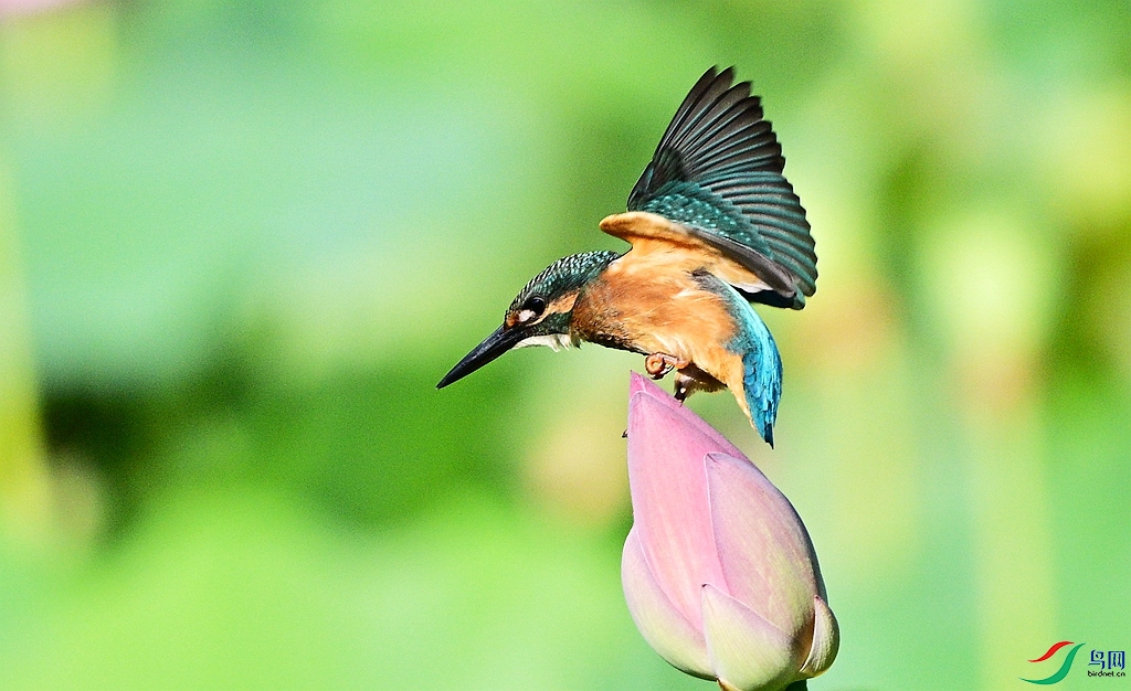 DSC_4454.JPG