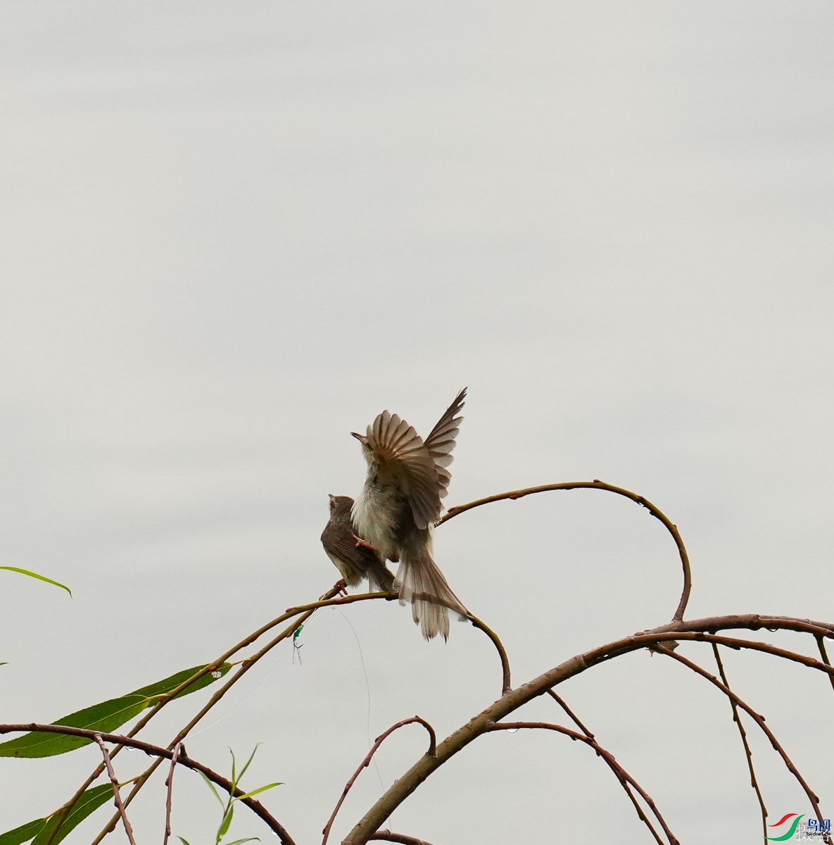 DSC08518-1.jpg