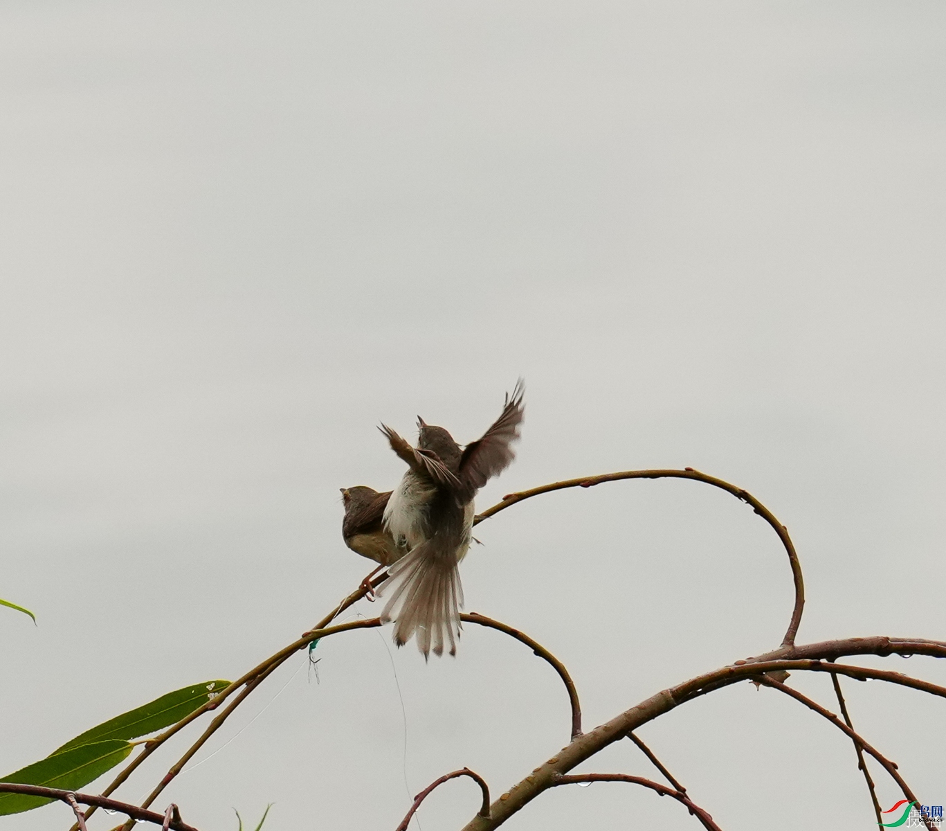 DSC08501-1.jpg
