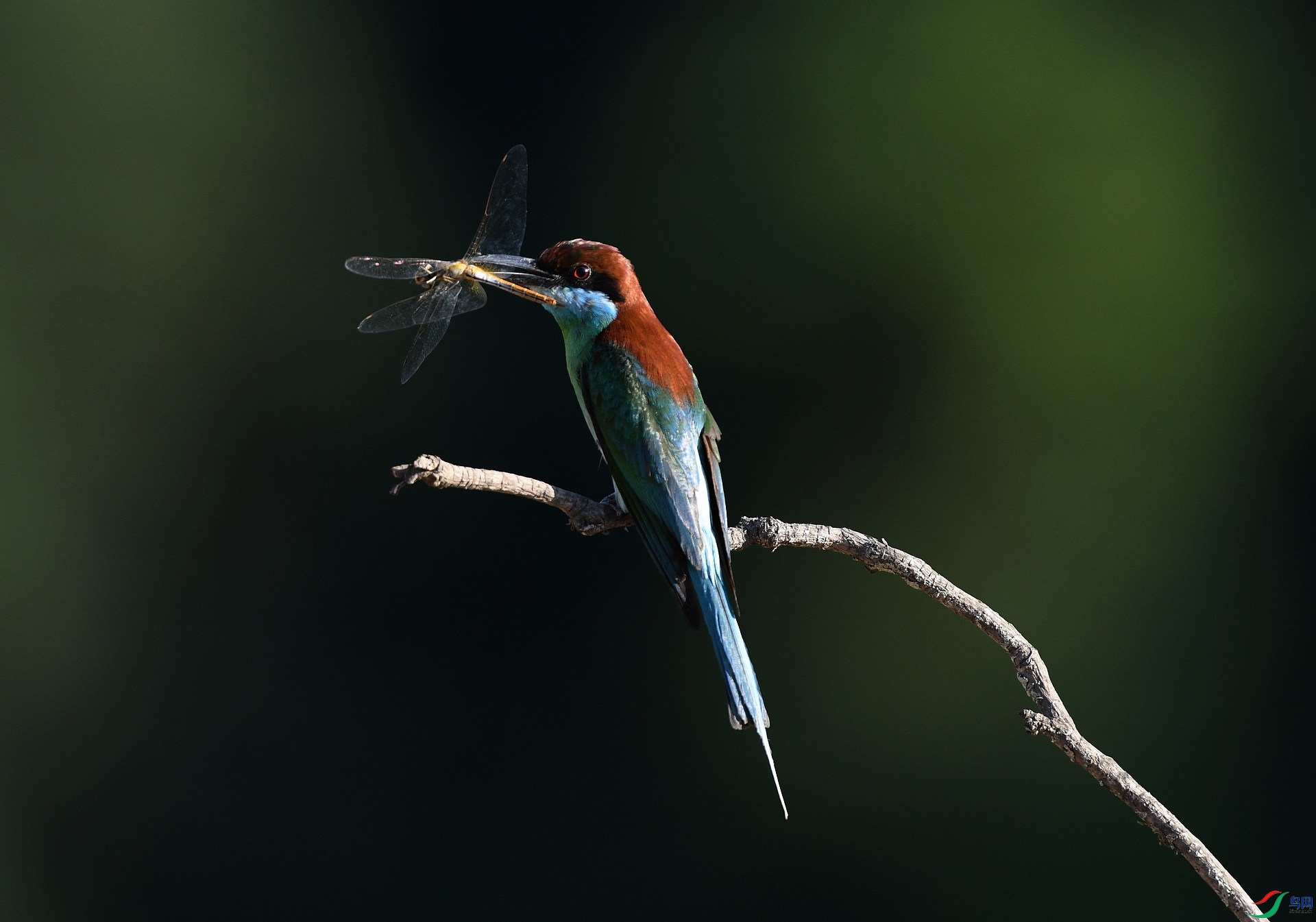 DSC_8763.jpg