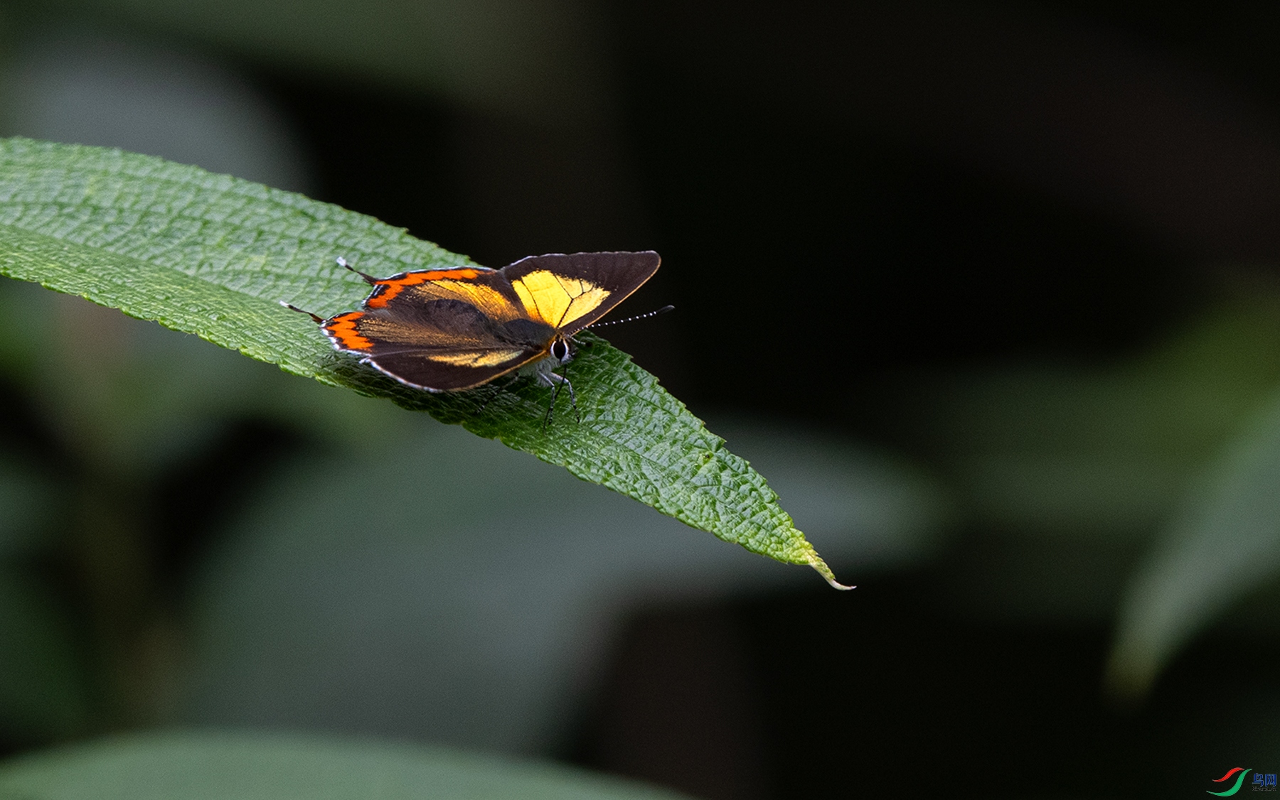 P6020737��ͭ�ʻҵ�.jpg
