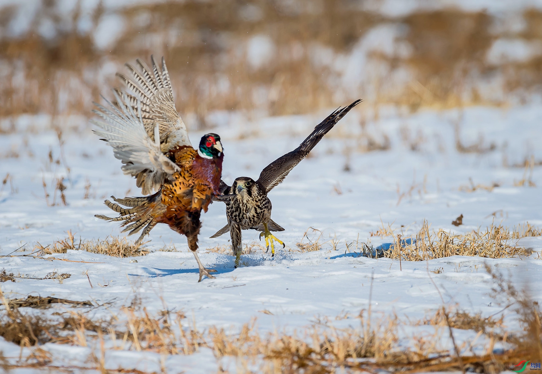 _DSC4831_����.jpg