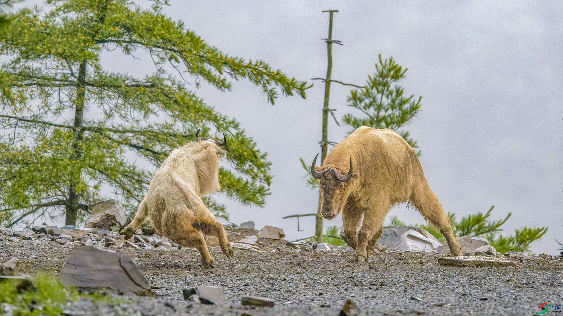 _DSC4593-NEF_DxO_DeepPRIME.jpg