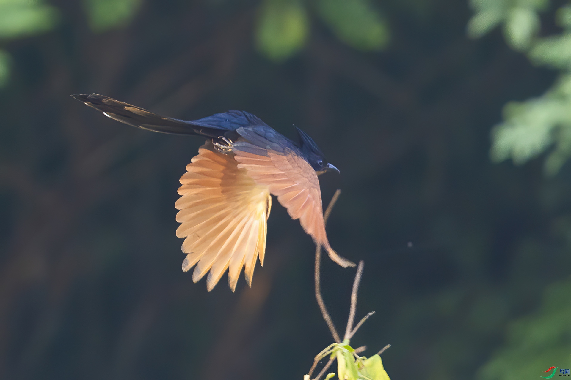 ����ͷ��