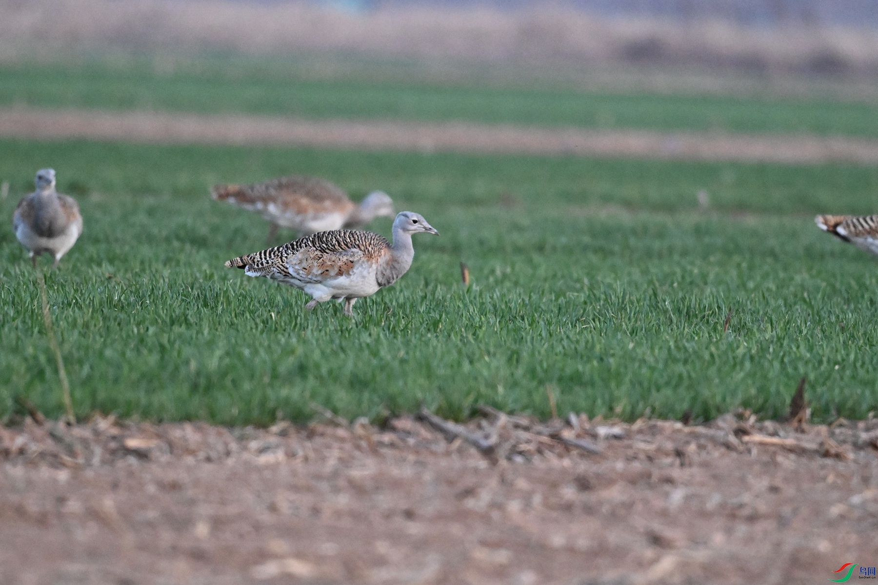 DSC_1727.JPG