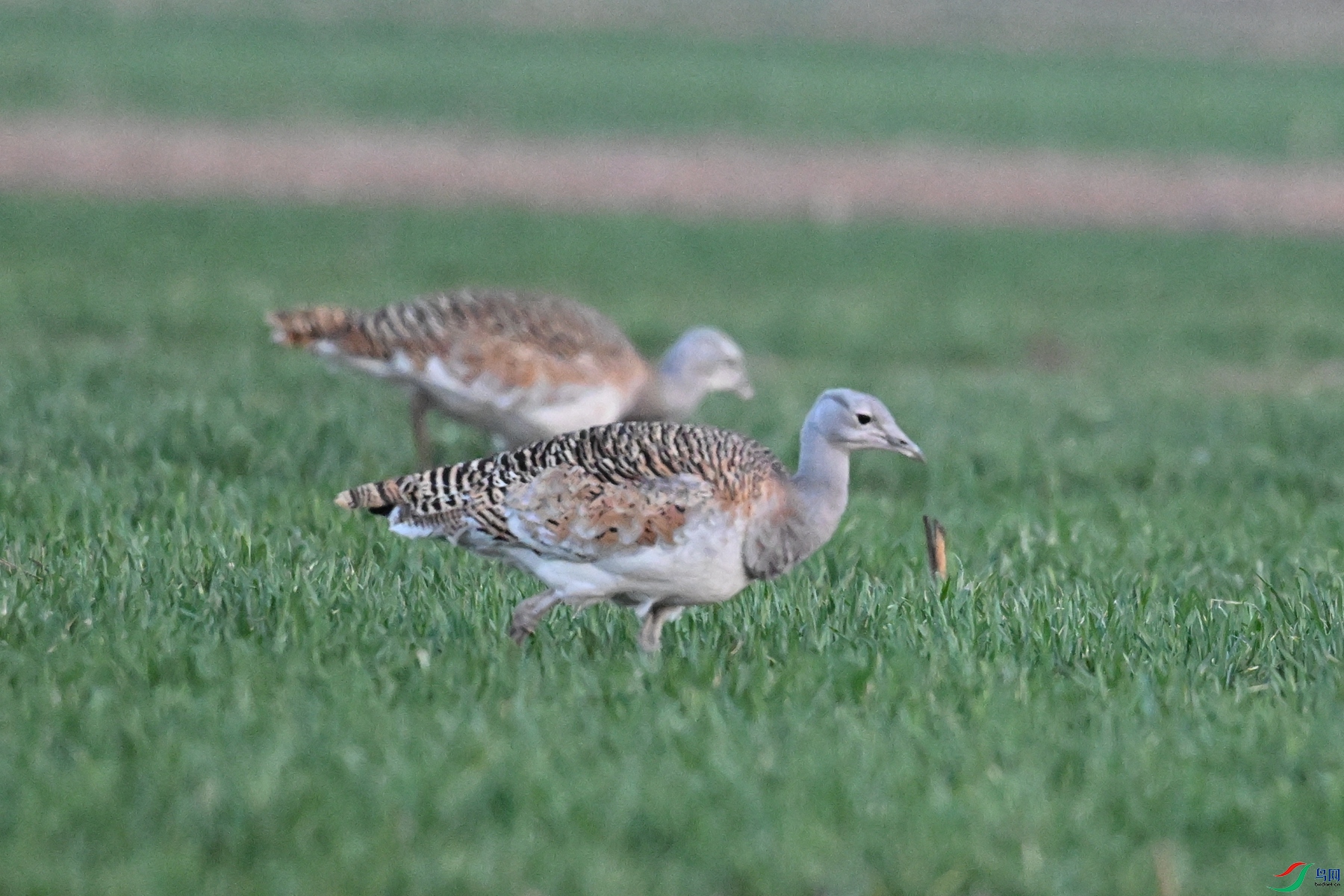 DSC_1730.JPG