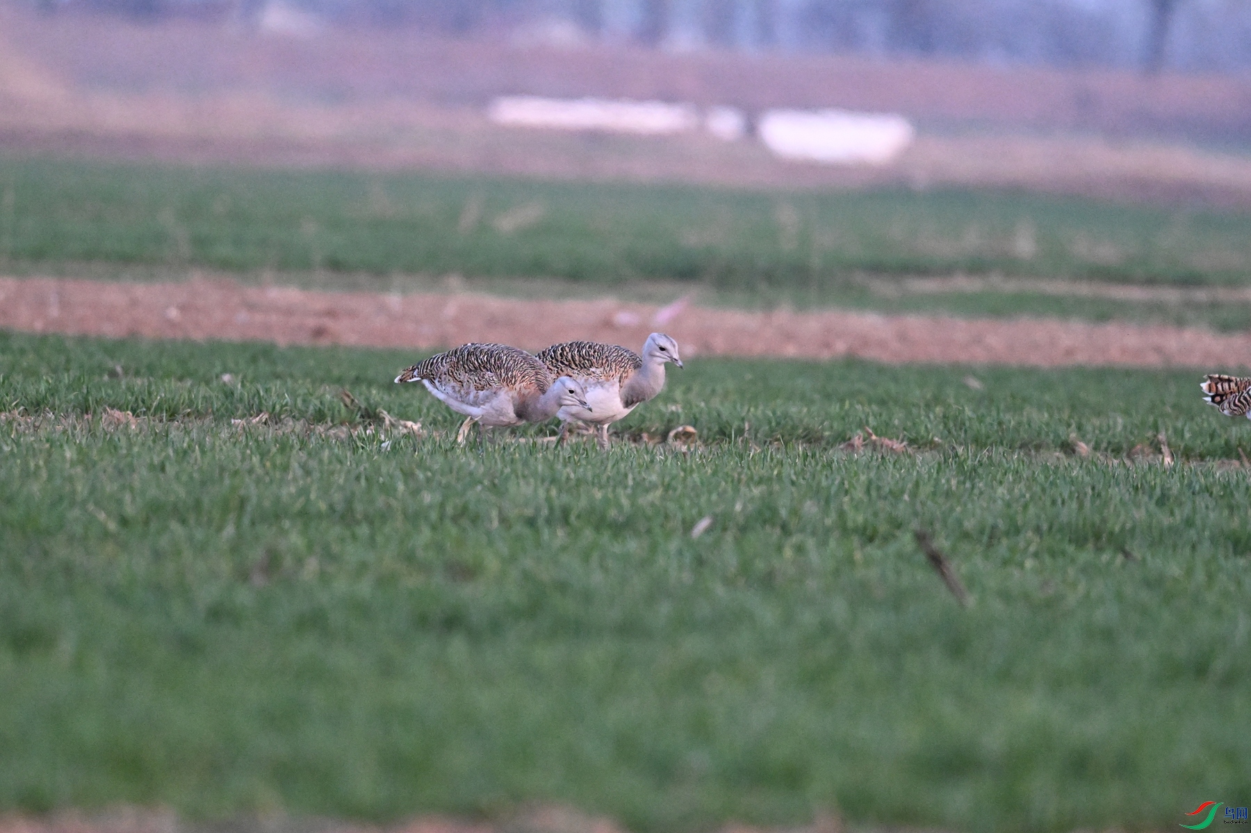 DSC_1731.JPG