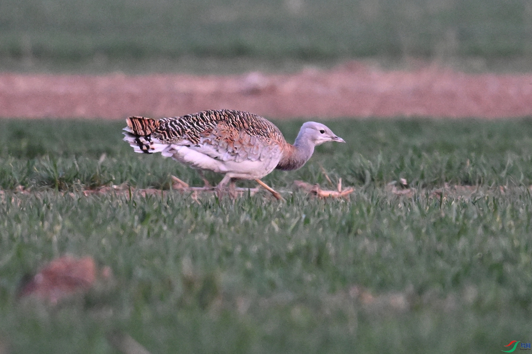 DSC_1734.JPG