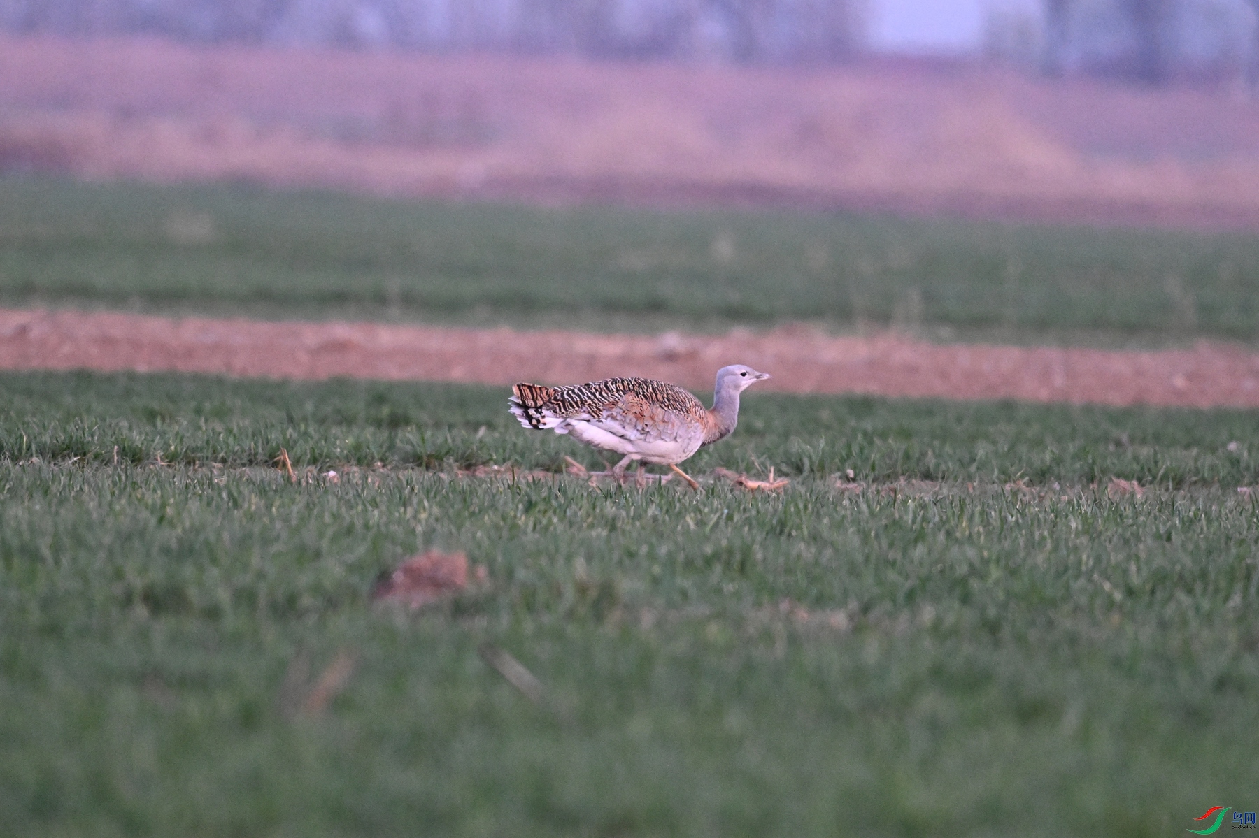 DSC_1737.JPG