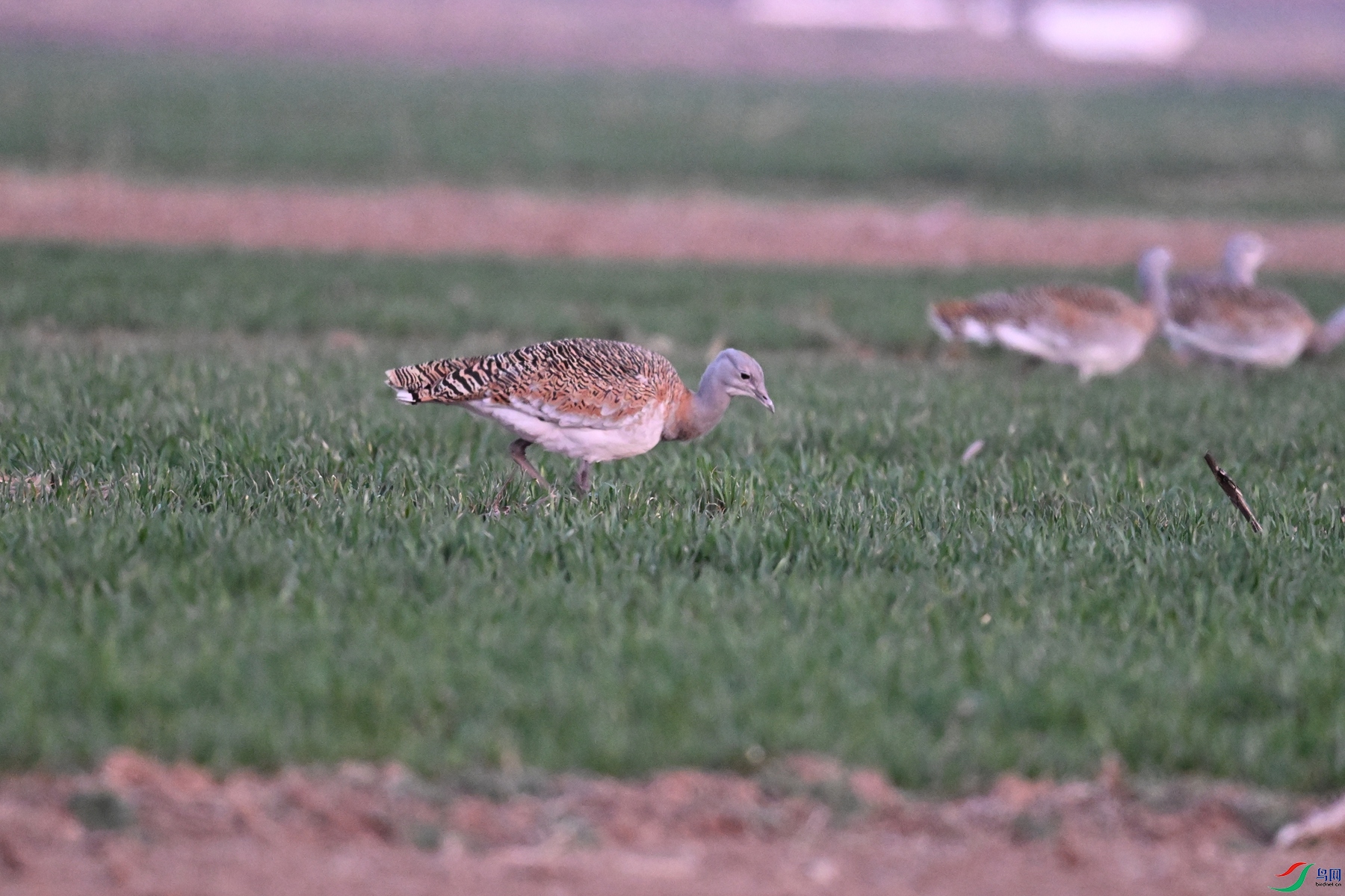DSC_1745.JPG