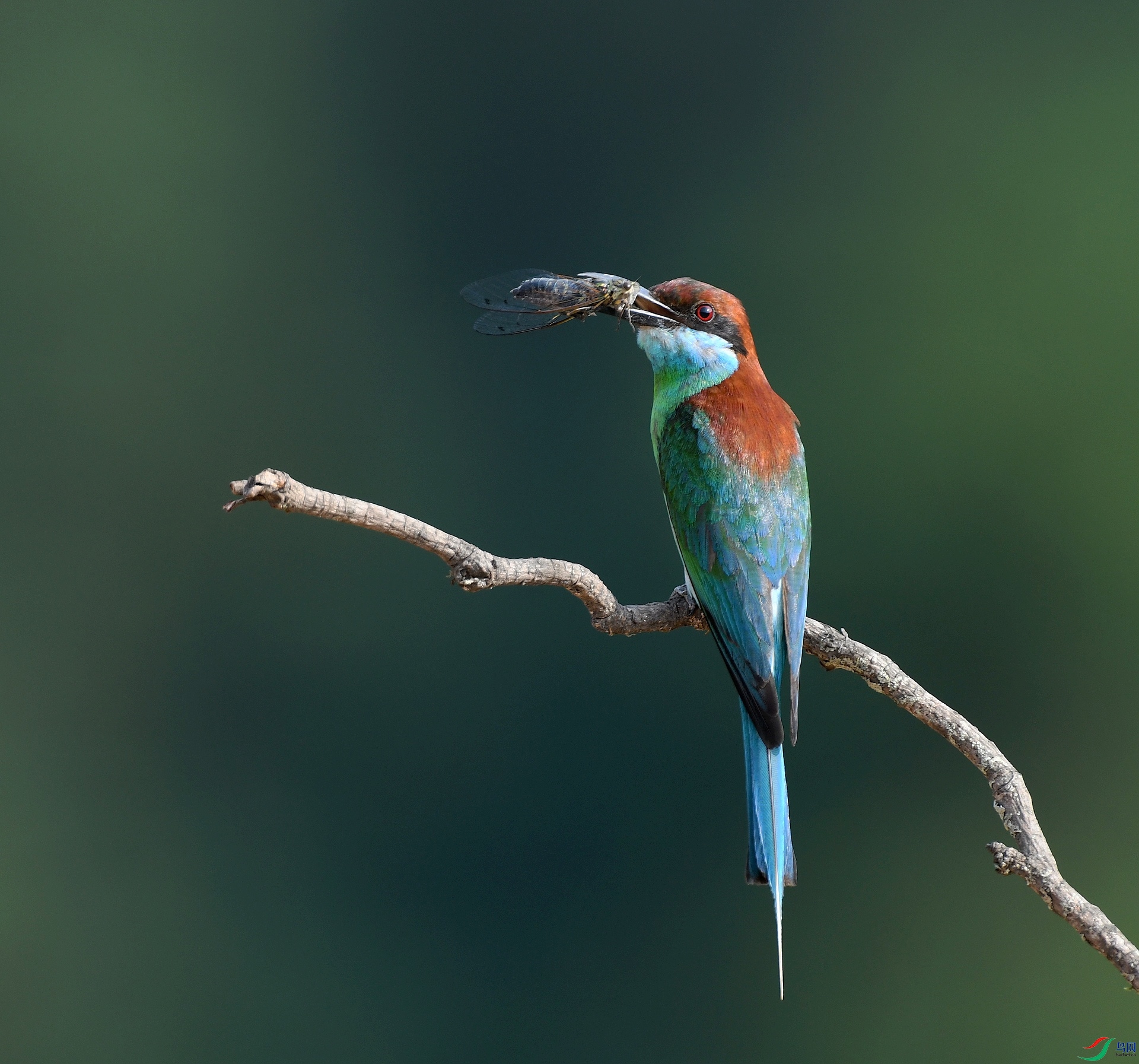 DSC_7529.jpg
