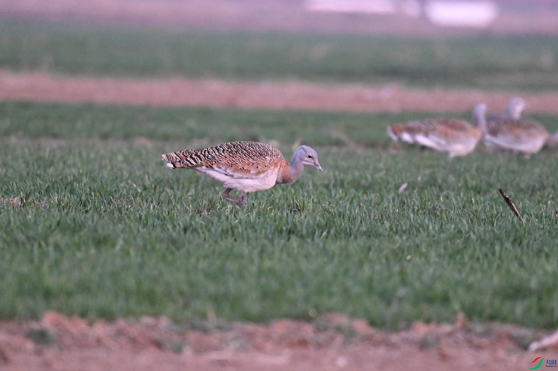 DSC_1747.JPG