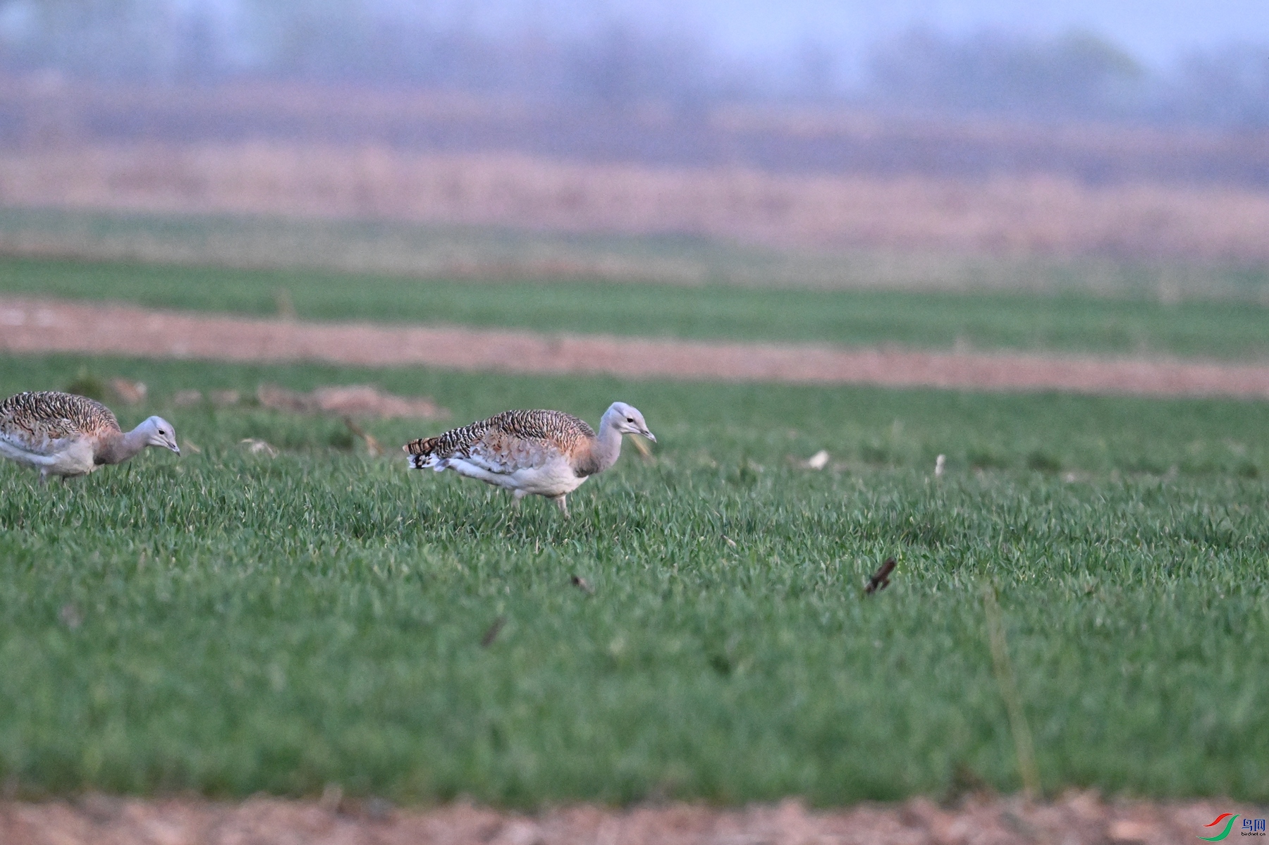 DSC_1765.JPG