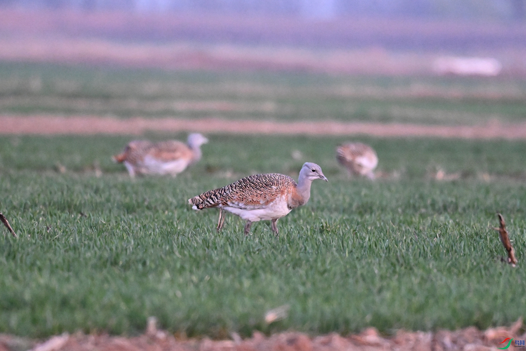 DSC_1754.JPG
