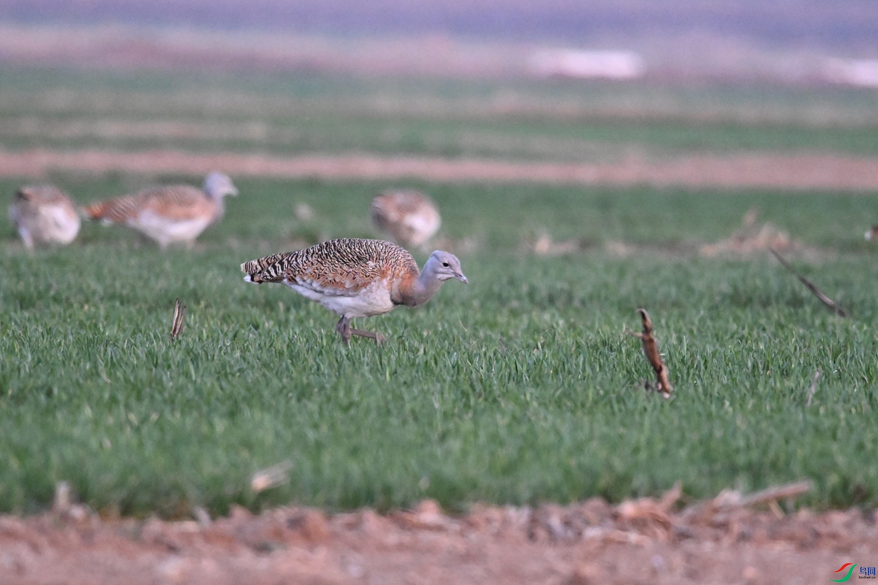 DSC_1759.JPG