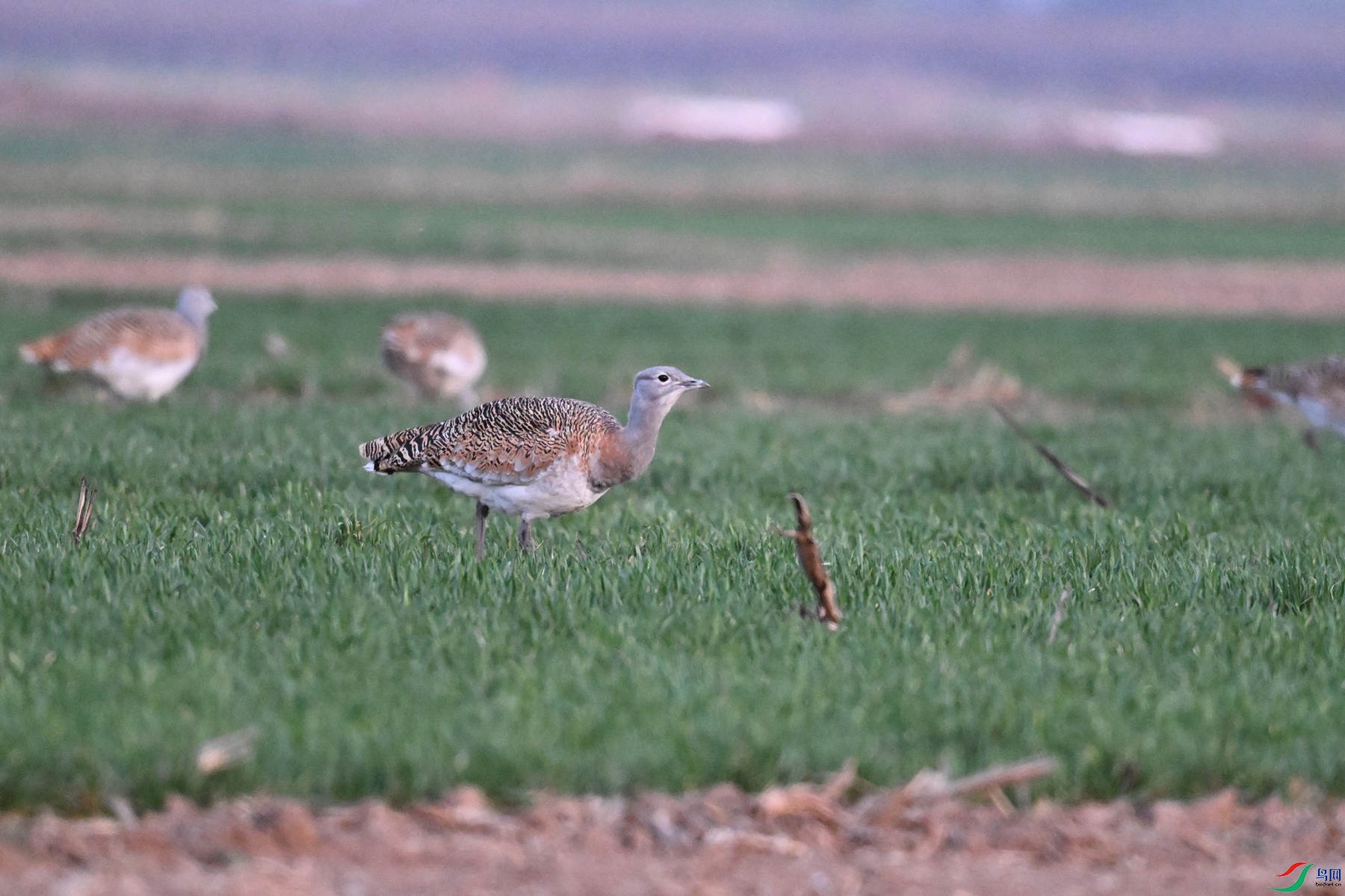 DSC_1762.JPG