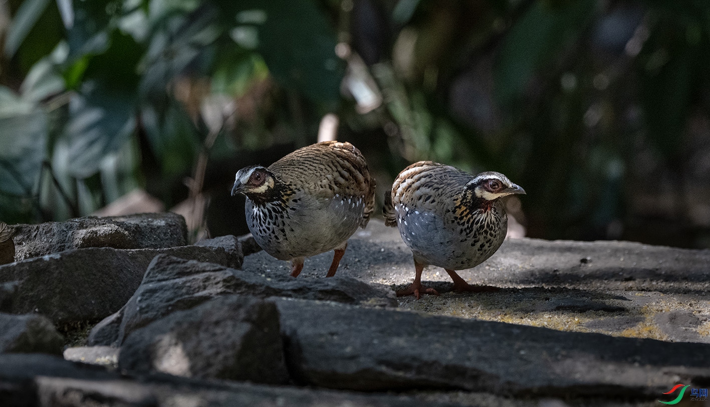 DSC_6265 ����.jpg