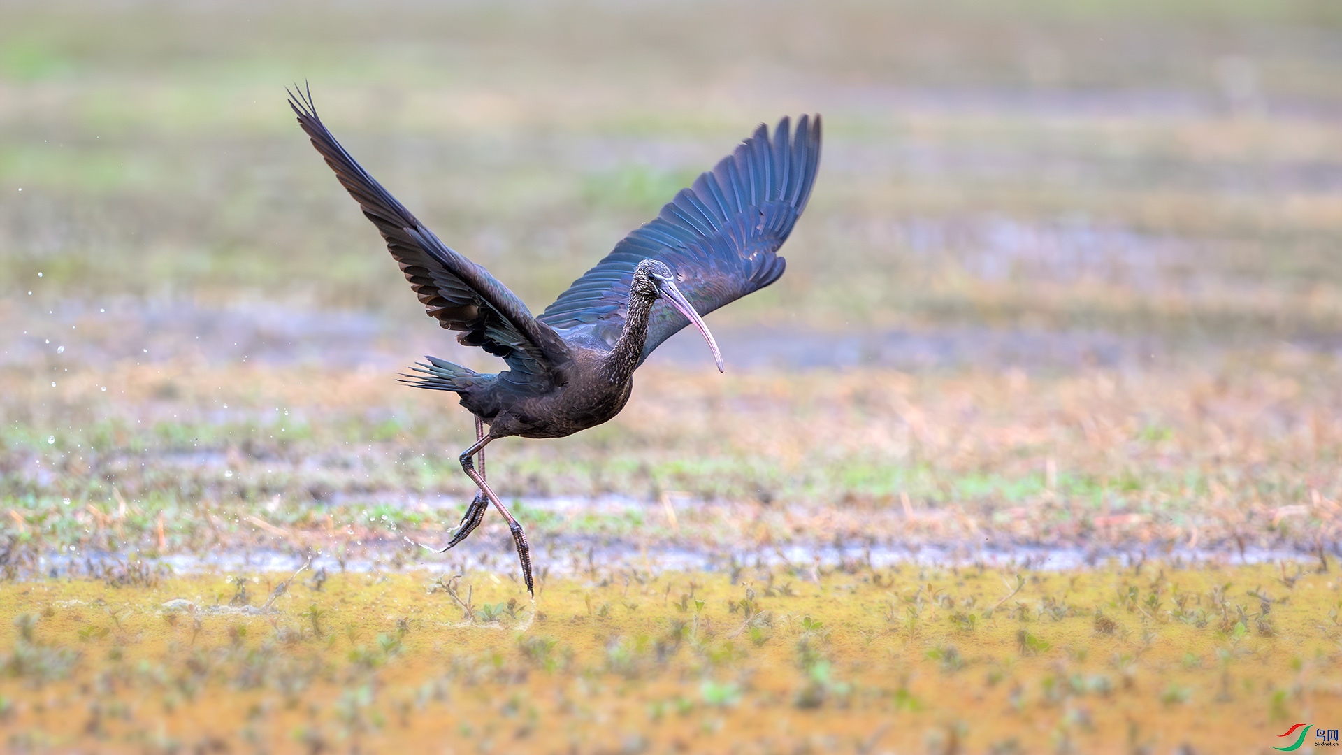 DSC_8534-����ǿ-NR-1 ���� 2.jpg