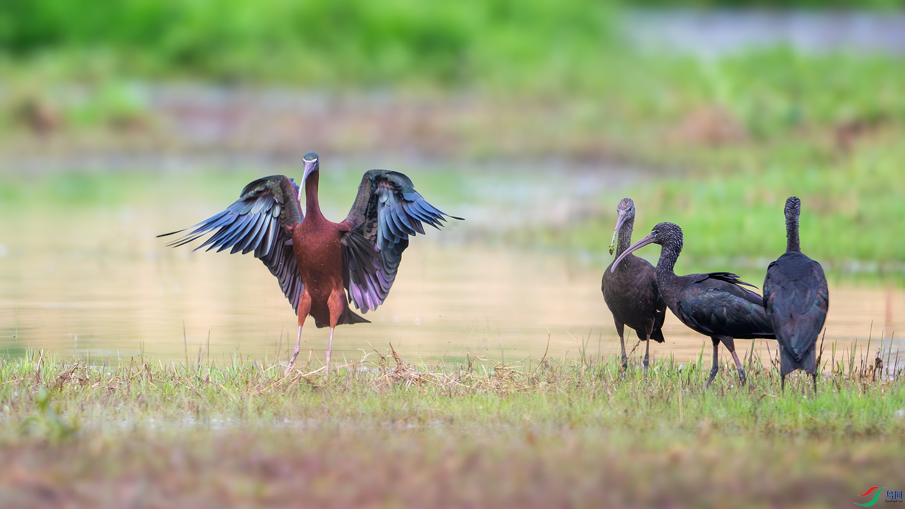 DSC_2203-����ǿ-NR-�ָ��� ����.jpg