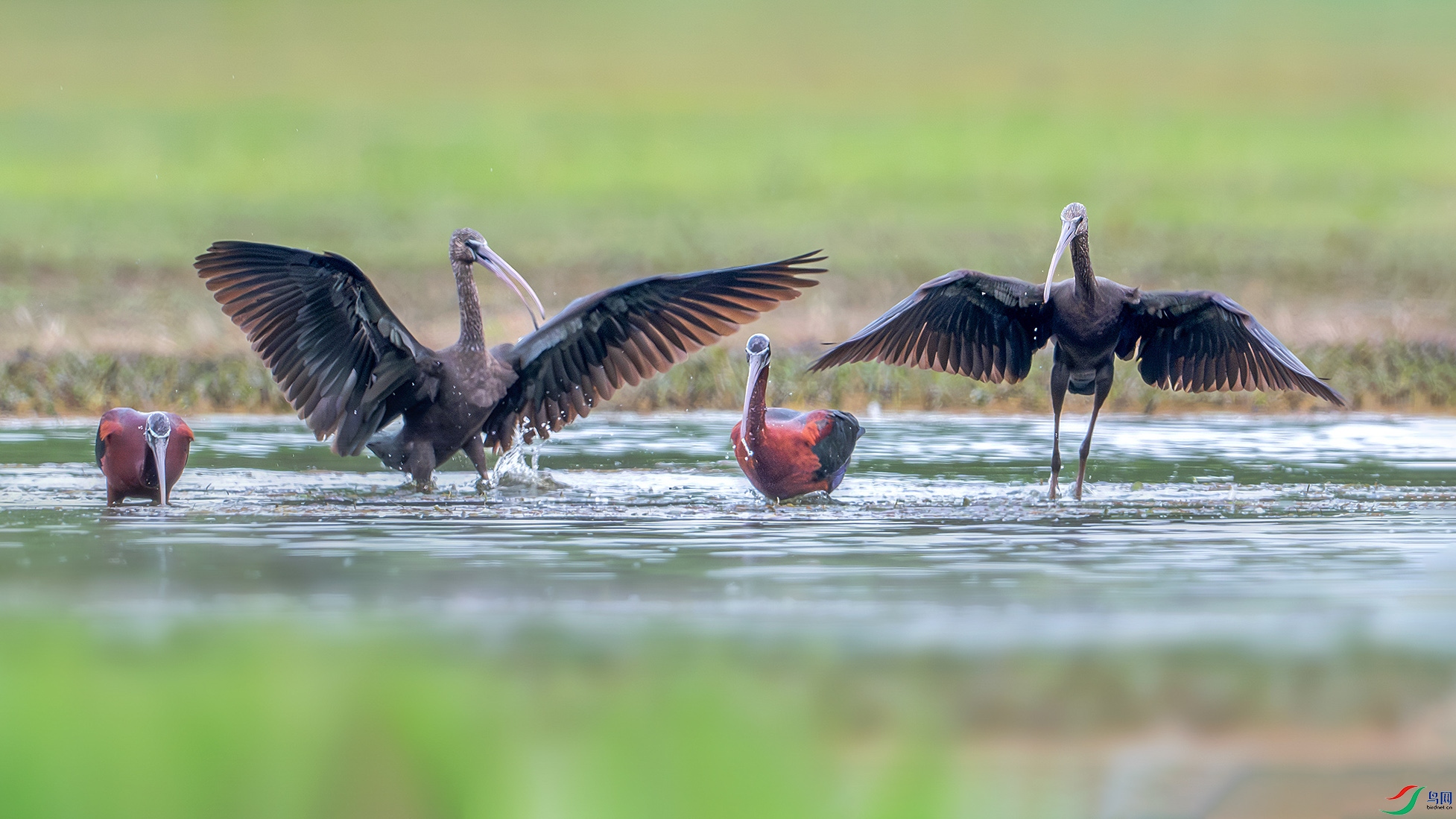 DSC_6983-����ǿ-NR ���� 2xxx ����.jpg