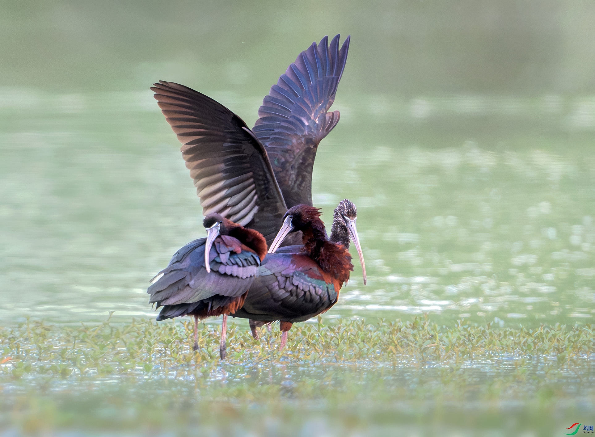 DSC_9348-����ǿ-NR-�ָ��� ����z ����.jpgxxx.jpg