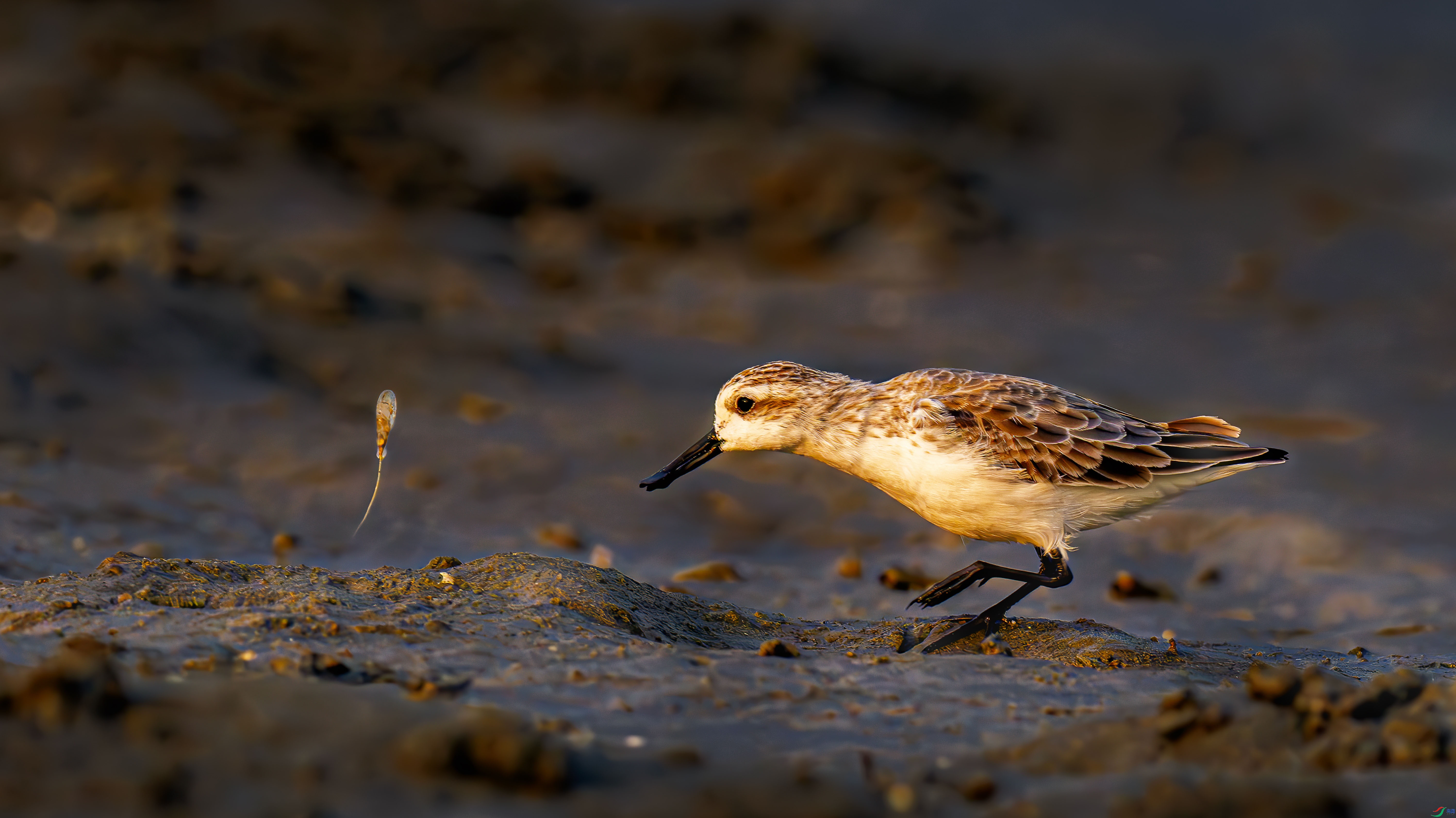 7.31����һɫYU��ʦ��Ʒ   �ջ� (ף���ٻ��������).jpg