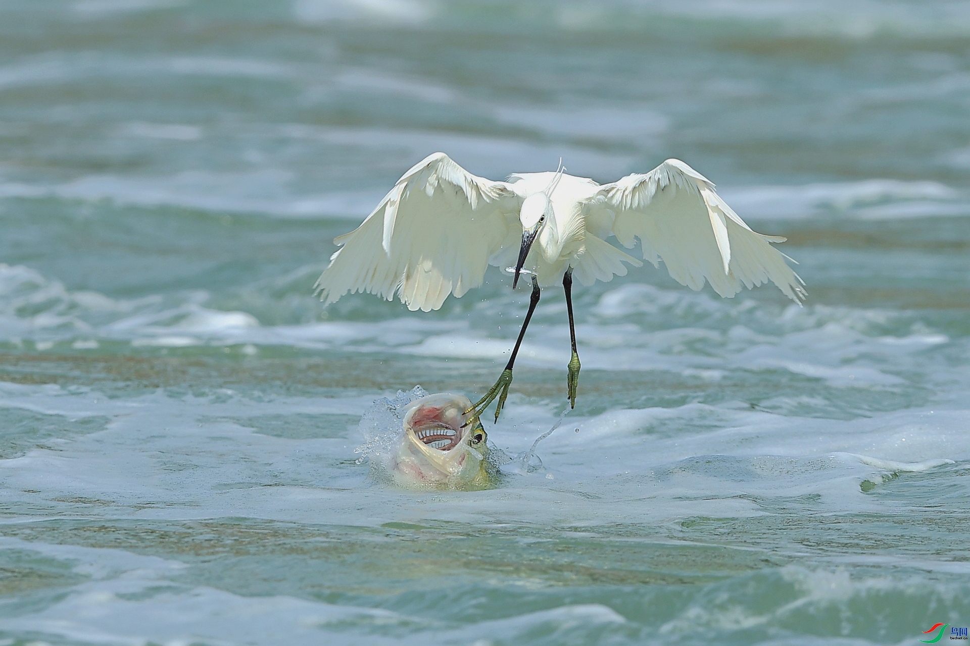 8.1��Ұ�Ÿ���ʦ��Ʒ   �����ȵ� (ף���ٻ���Ӱʦ����).jpg