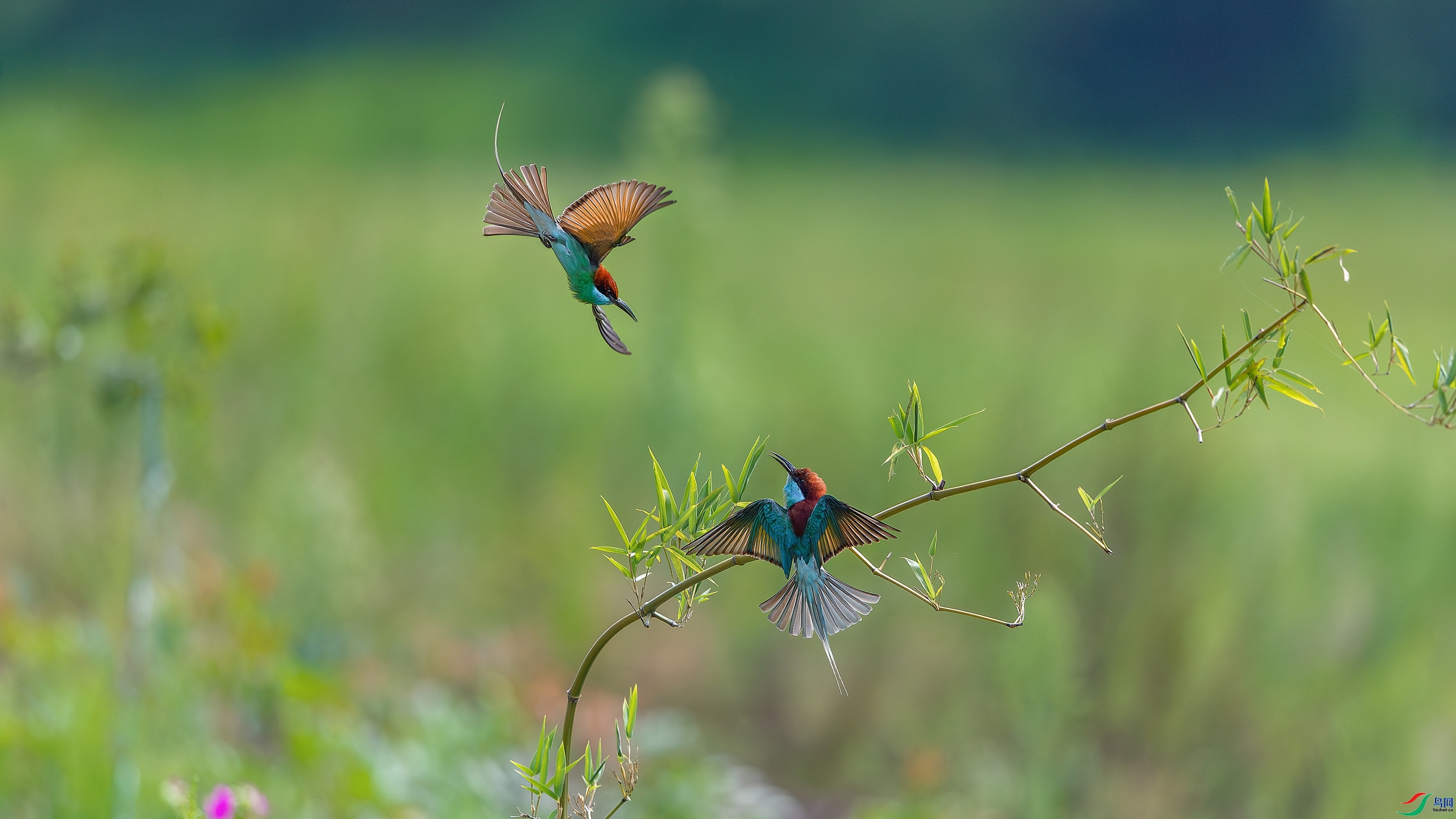 8.7Դ����Ȼ��ʦ��Ʒ  ������֮������ף���ٻ����������.jpg