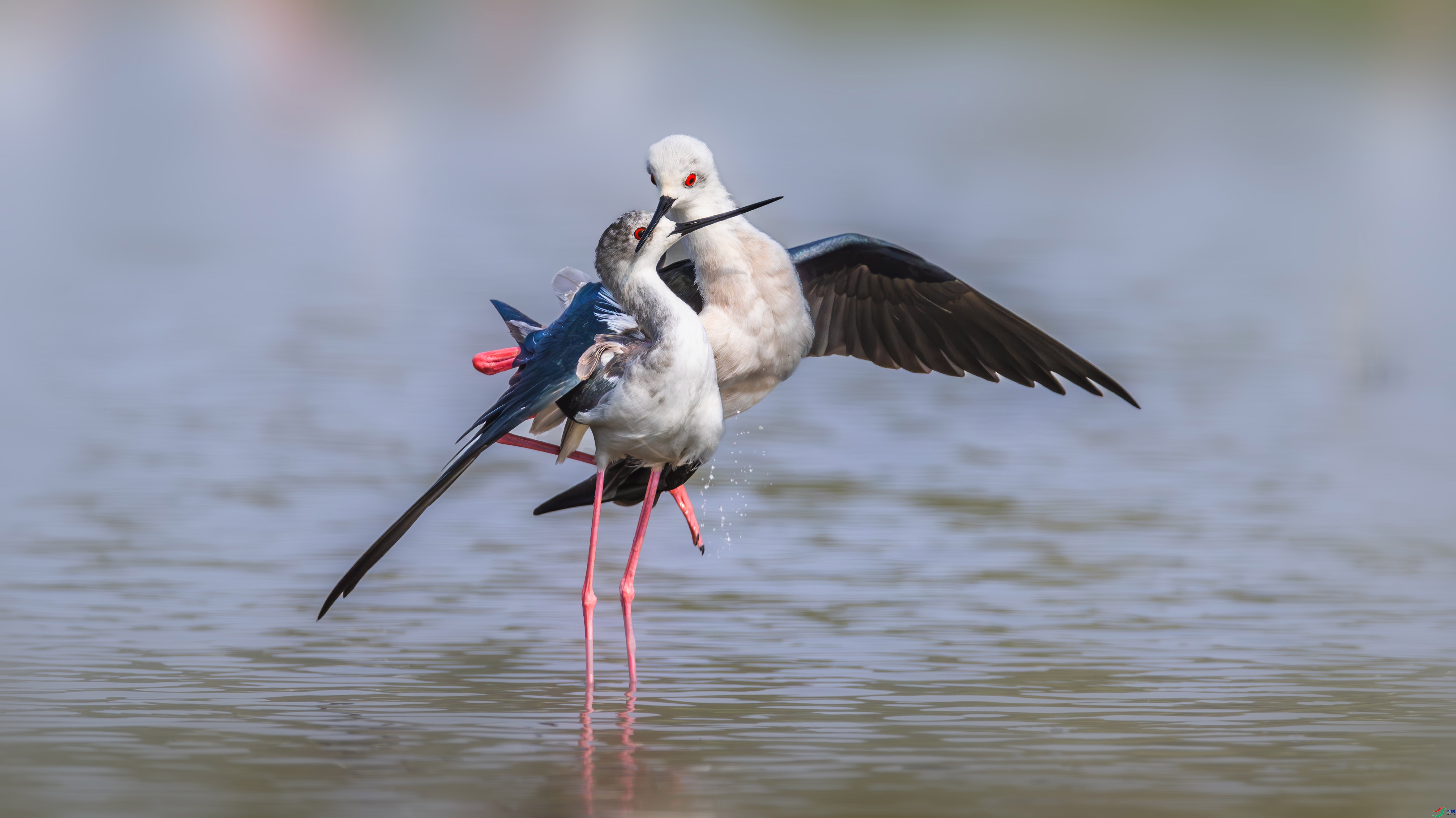 8.9С������ʦ��Ʒ   ���� ��ף���ٻ����������.jpg