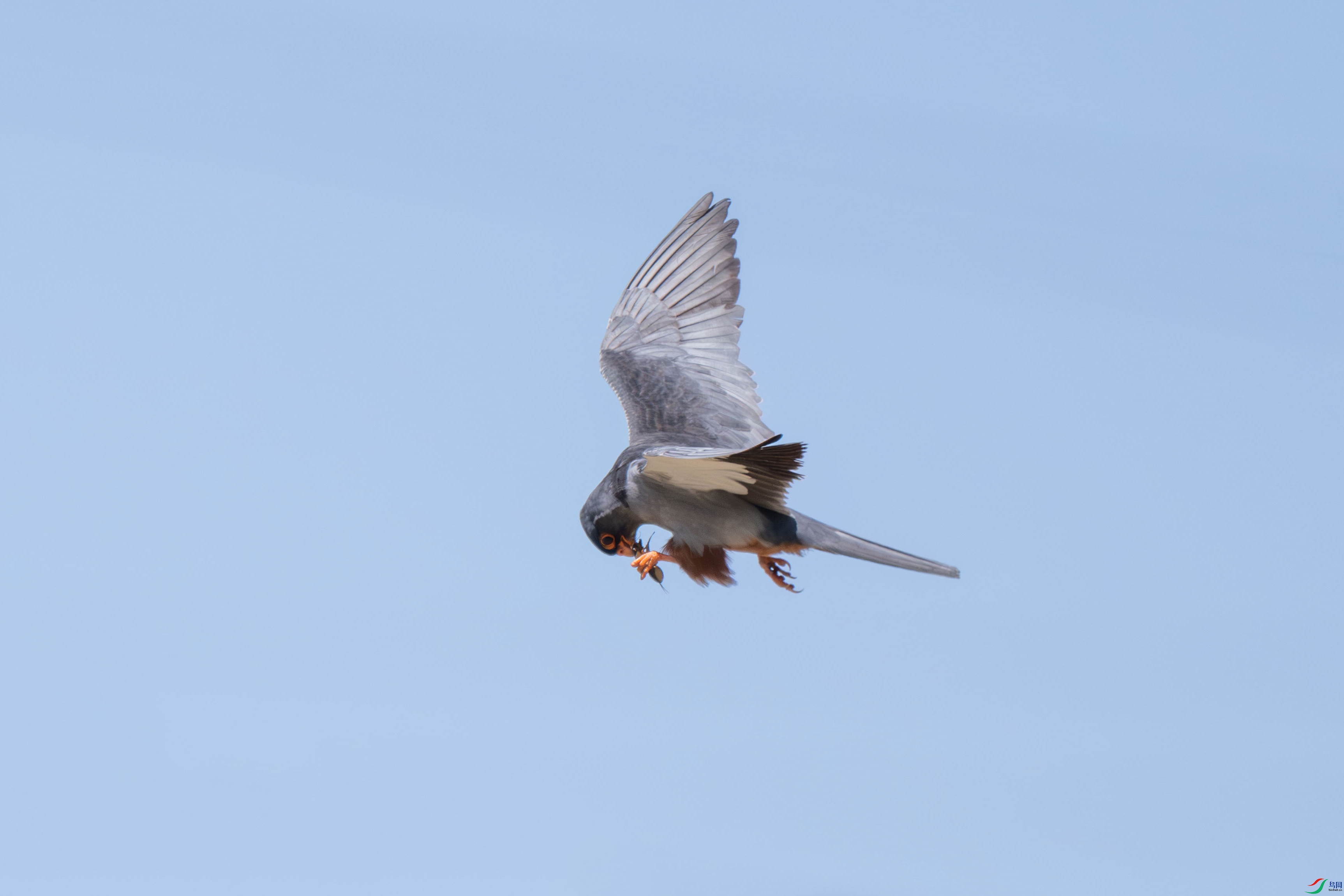 DSC_7165-jpg.jpg