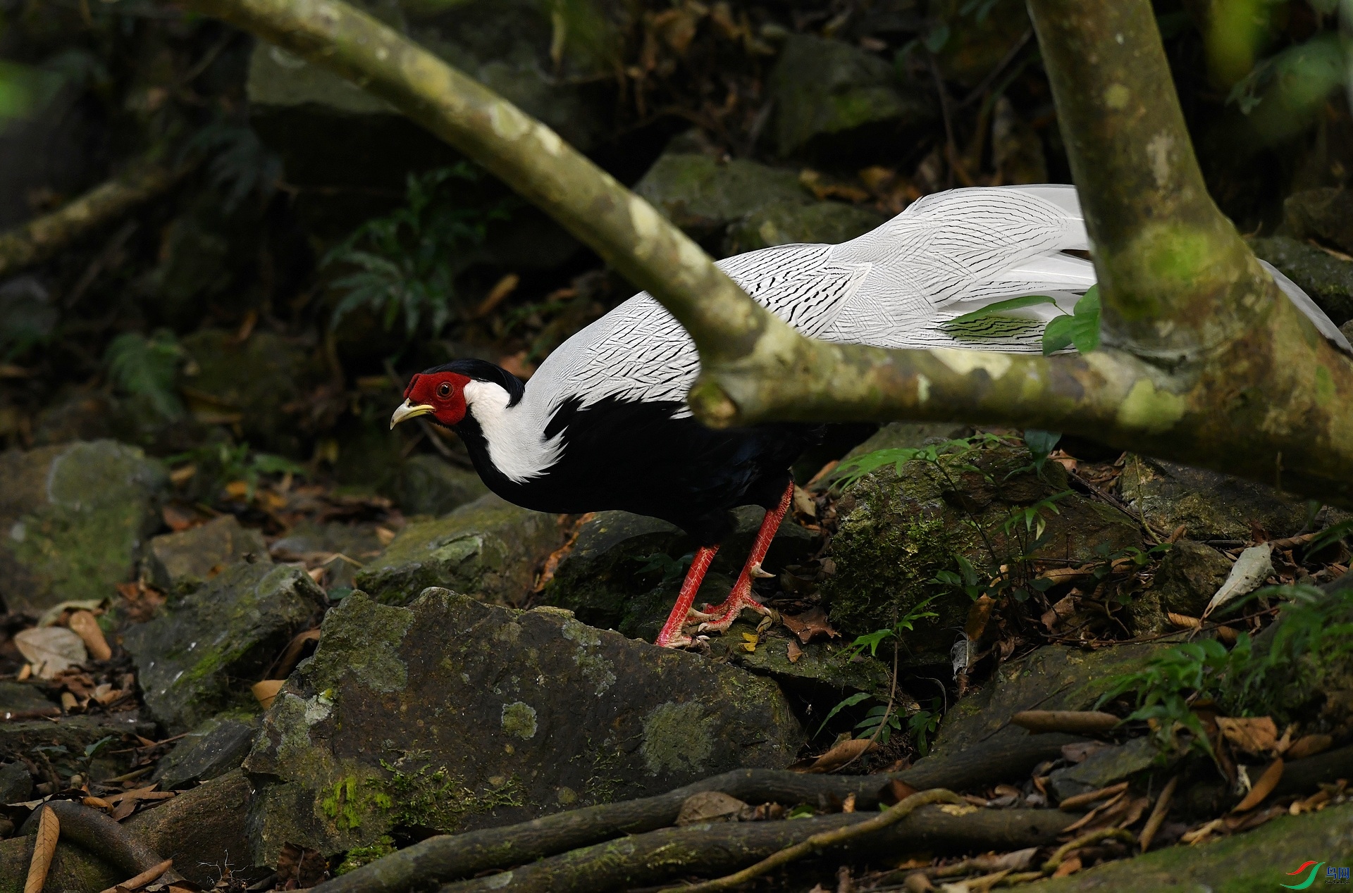 DSC_8004.jpg