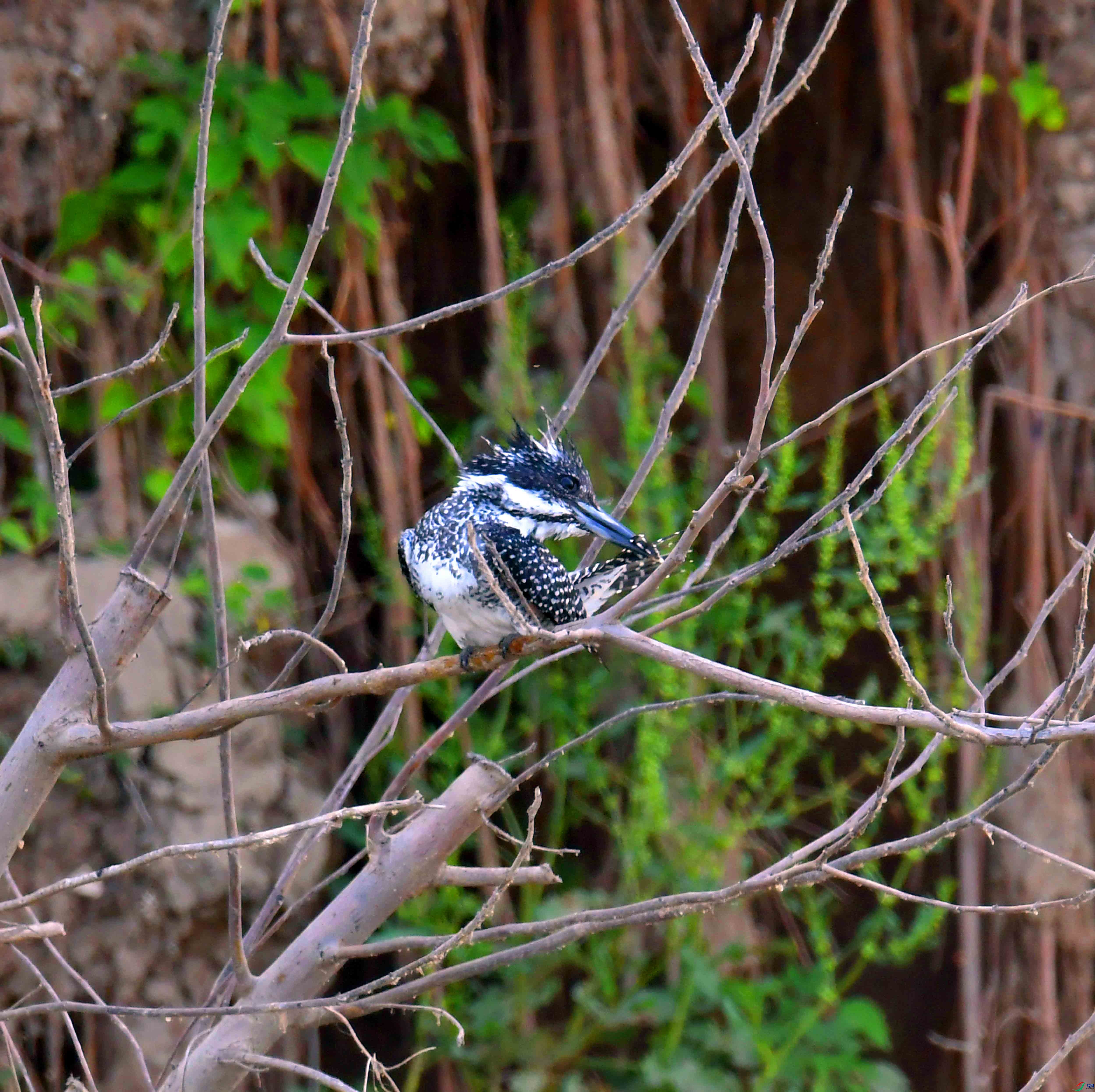 DSC_9400.JPG