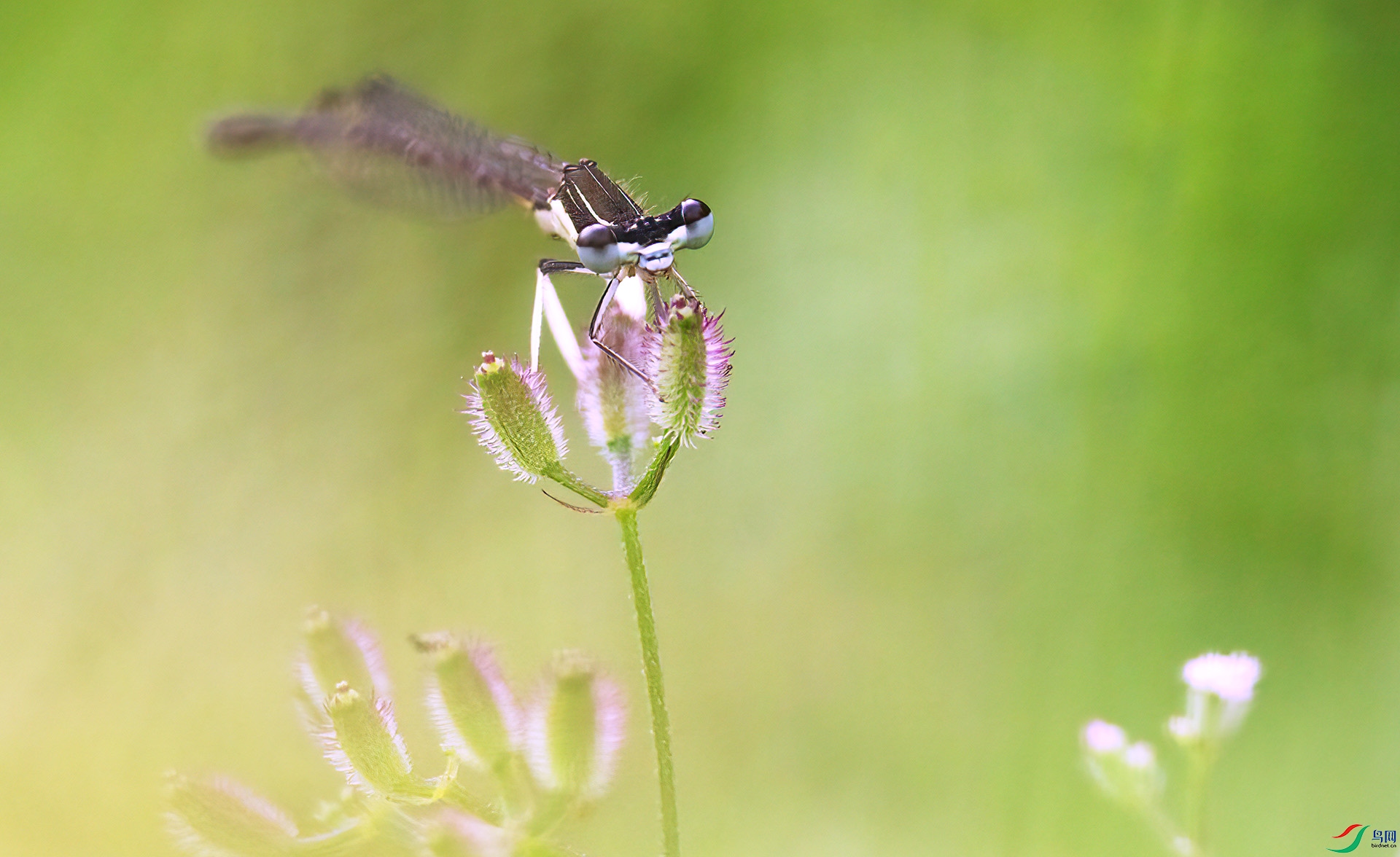 407A3353 ����-Sh---1 .jpg