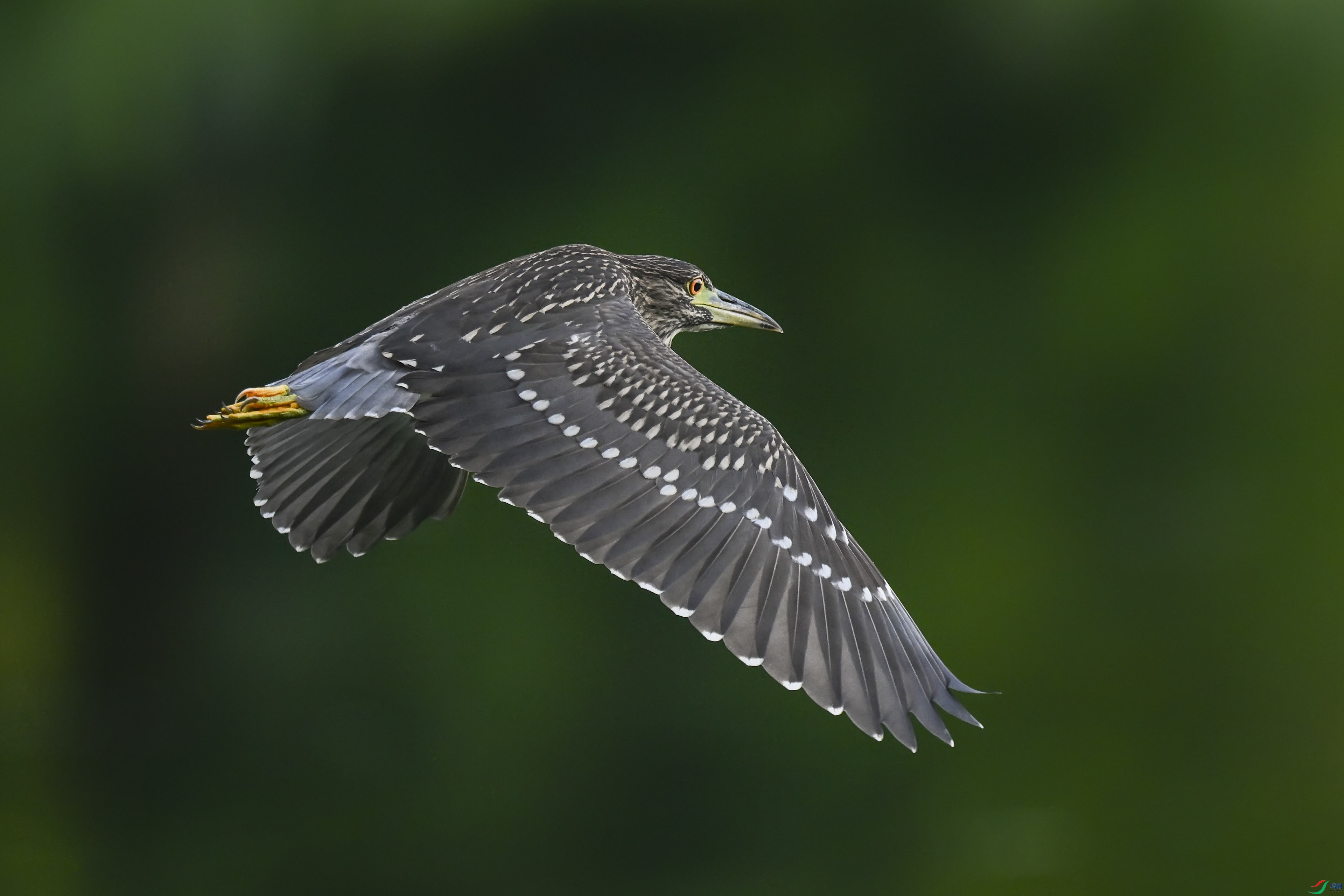 DSC_4990.jpg