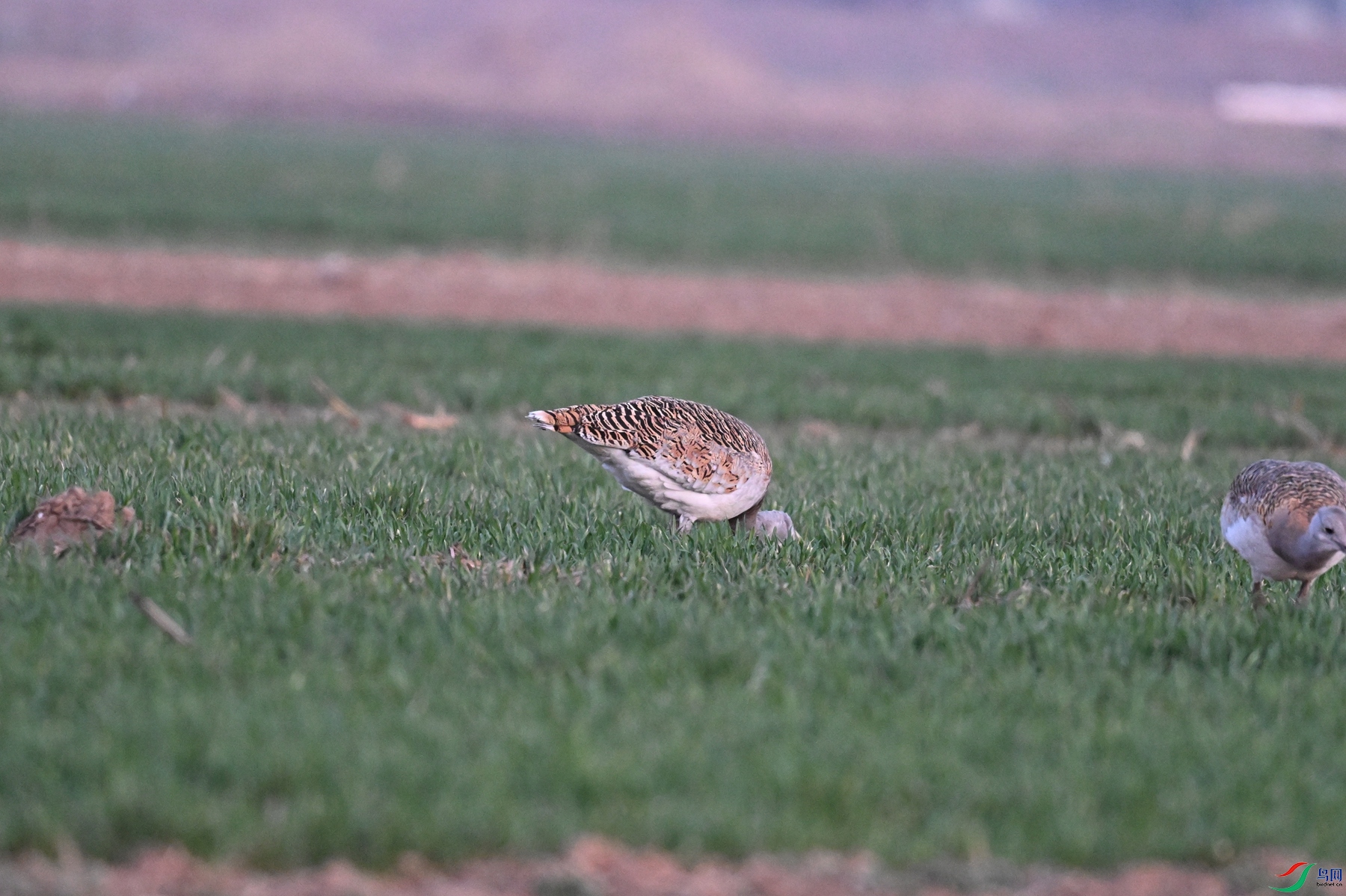 DSC_1783.JPG